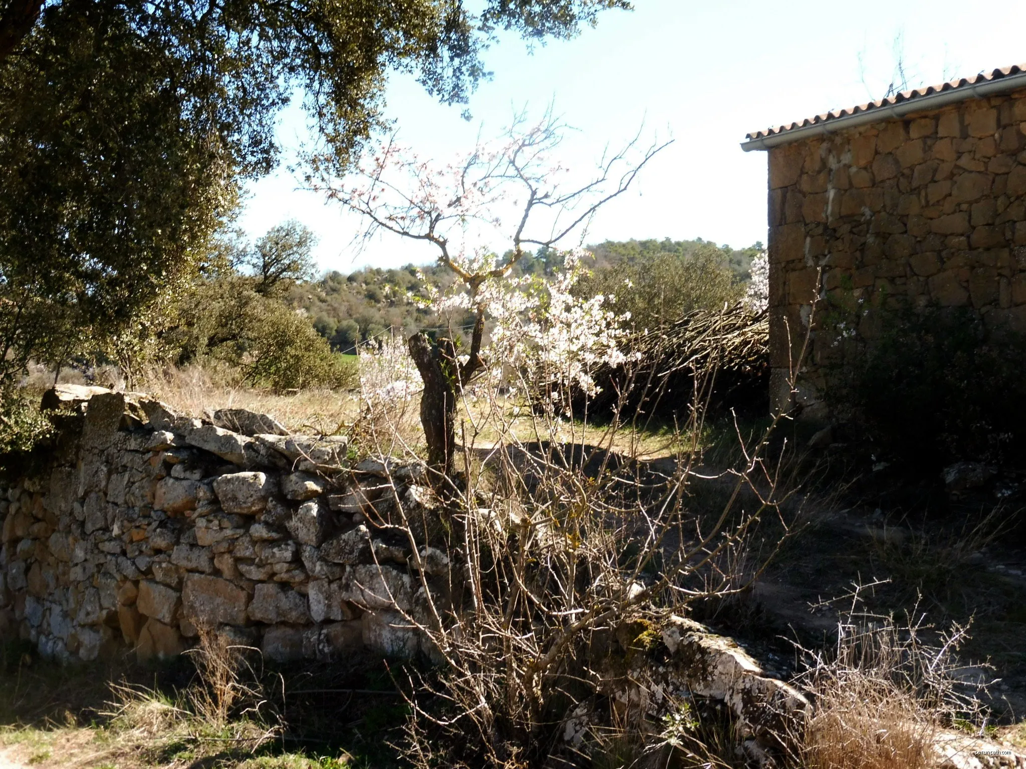 Claret - Figuerola