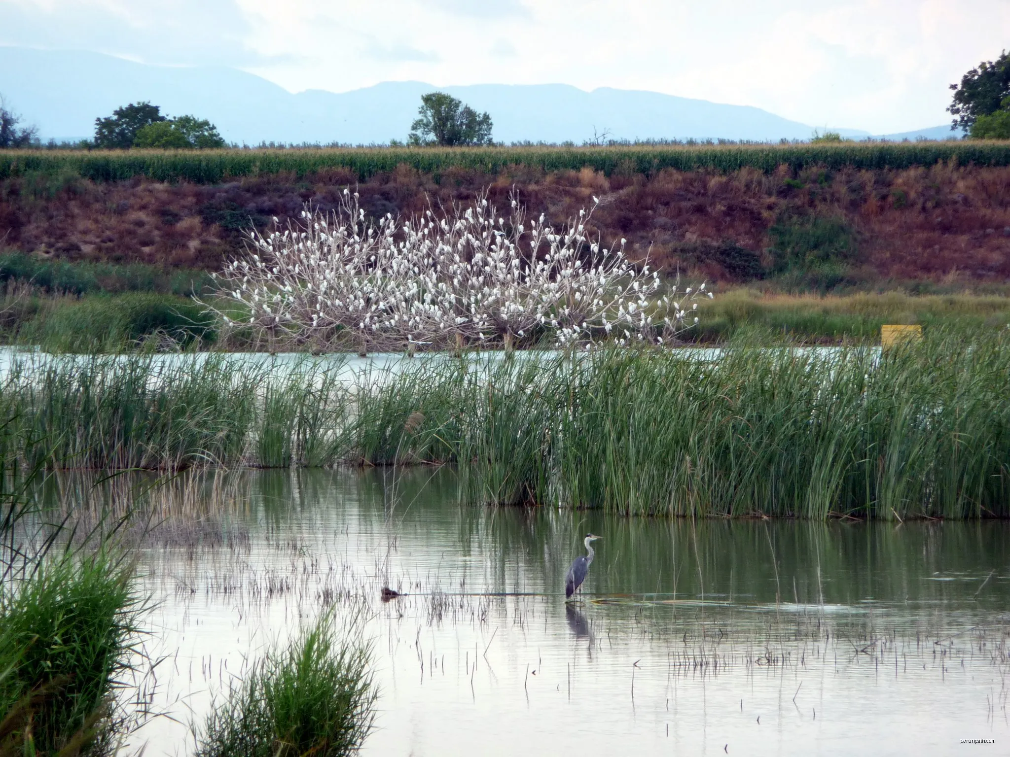Estany d'Ivars i Vila-sana