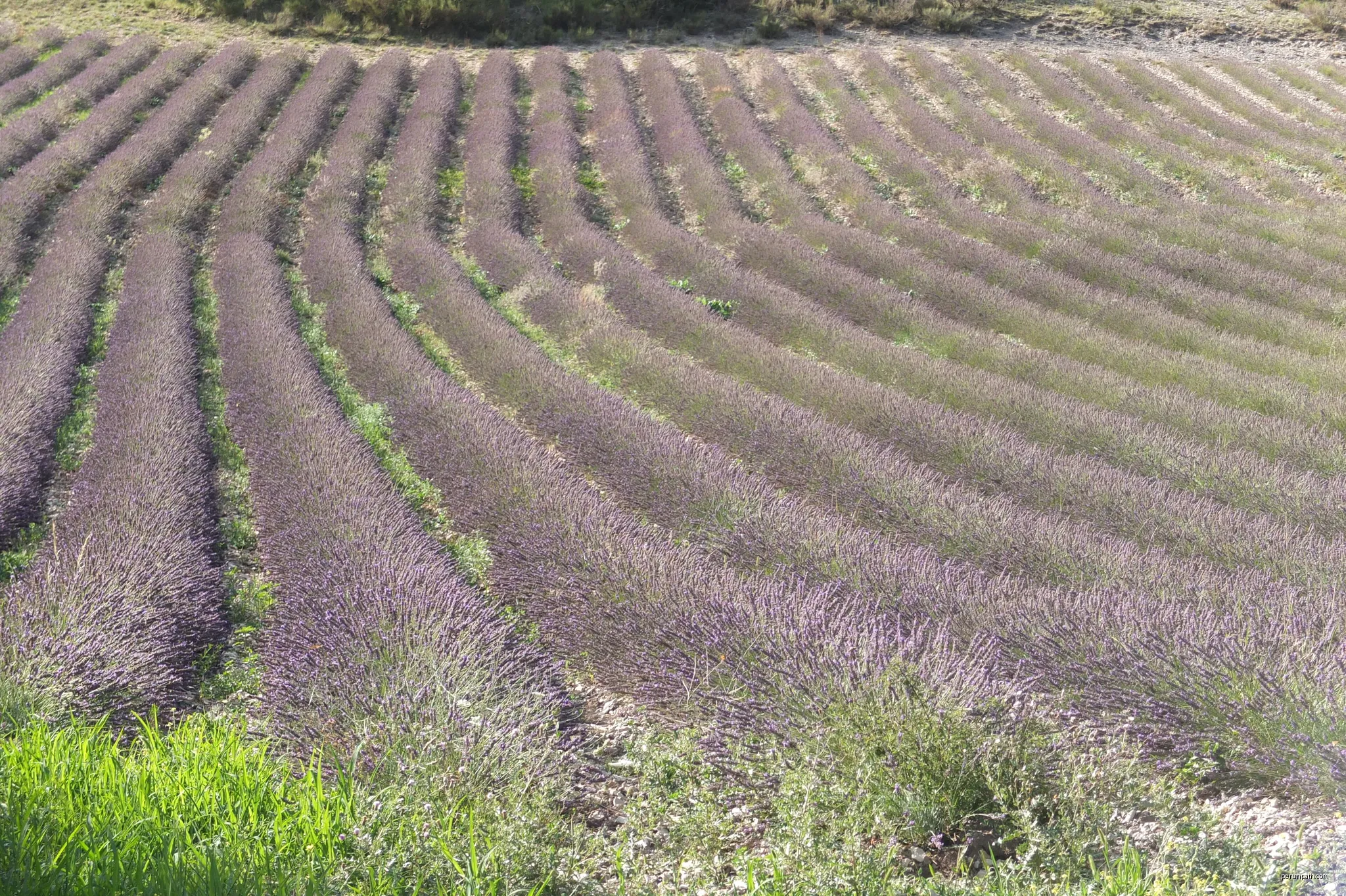 Saint-Cyrice