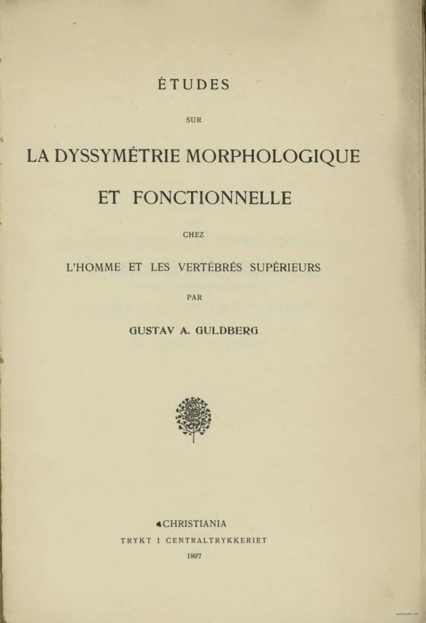 Sur la piste du chevreuil
