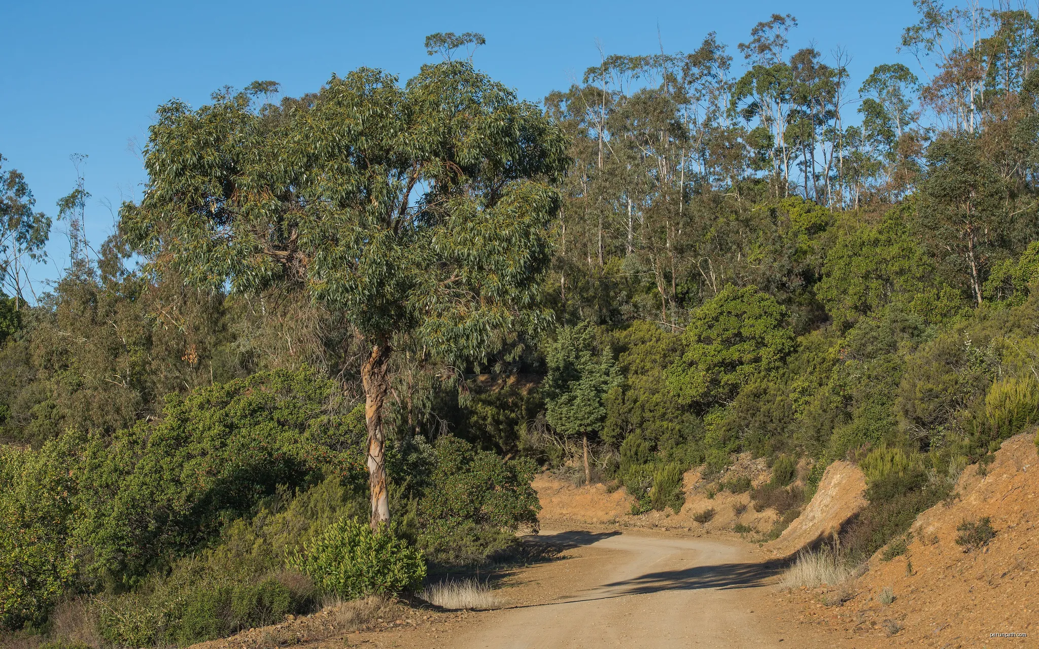Le Bois Des Eucalyptus