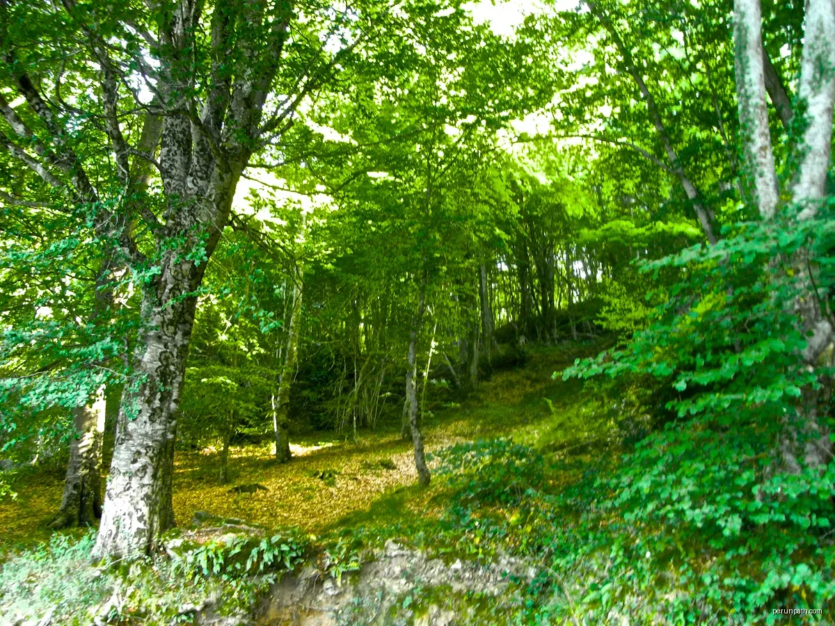 Fageda al turó d'Armadans, al Collsacabra | Autor: jordi domènech | Licencja: CC BY-SA 3.0 | Źródło: Wikimedia Commons