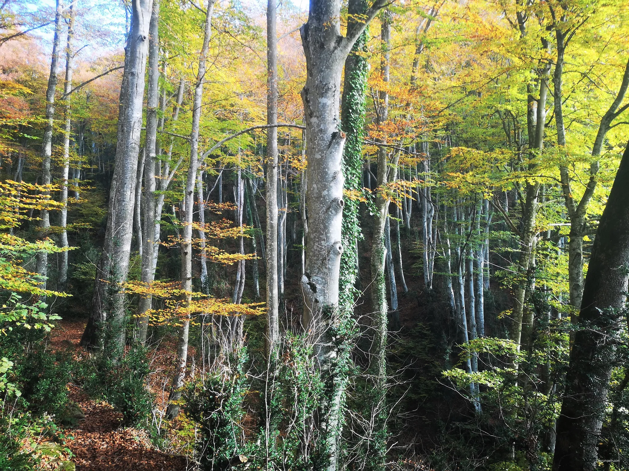 Fageda de la Grevolosa | Autor: Quico Iglesias | Licencja: CC BY-SA 4.0 | Źródło: Wikimedia Commons