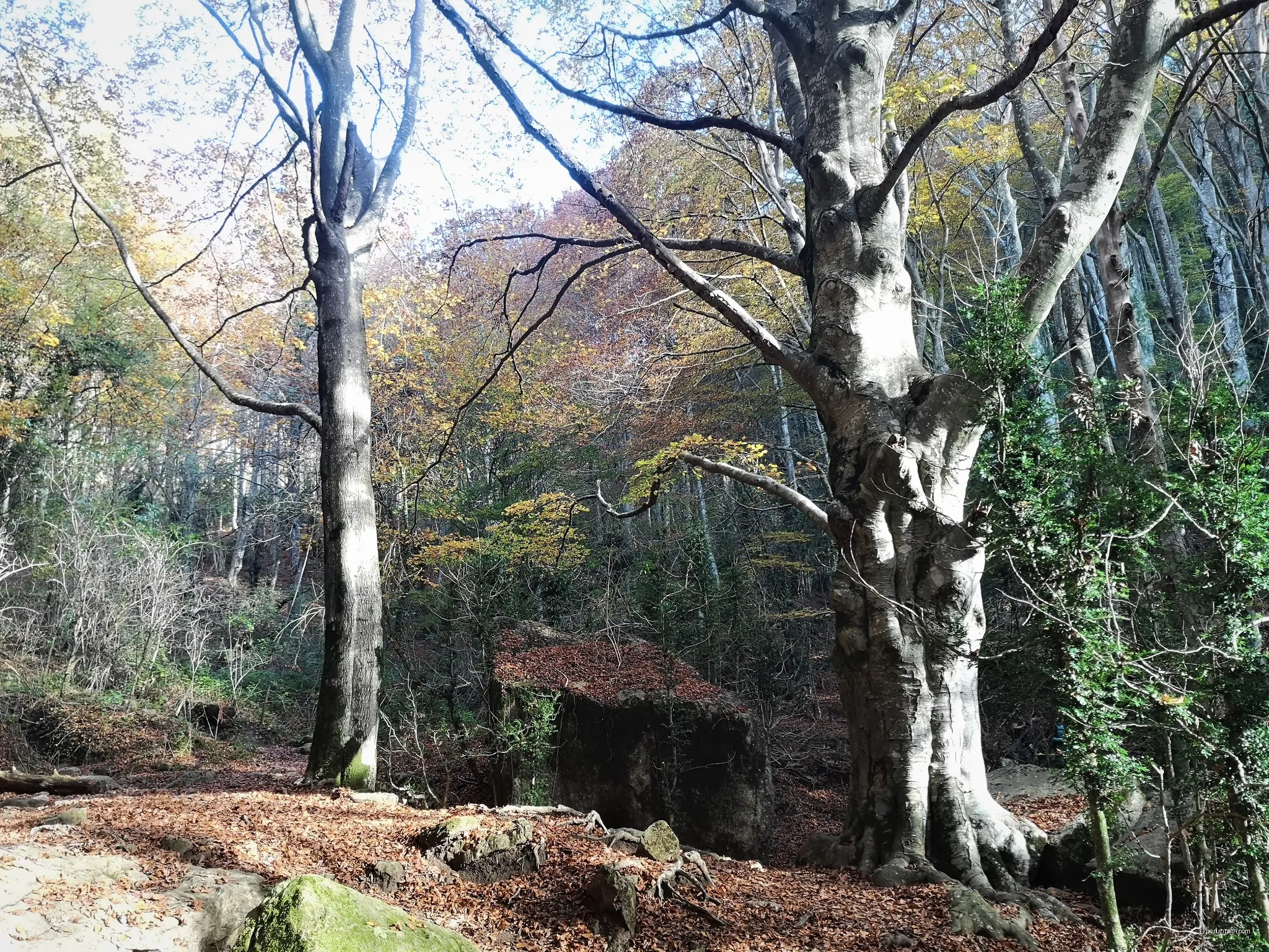 Fageda de la Grevolosa | Autor: Quico Iglesias | Licencja: CC BY-SA 4.0 | Źródło: Wikimedia Commons
