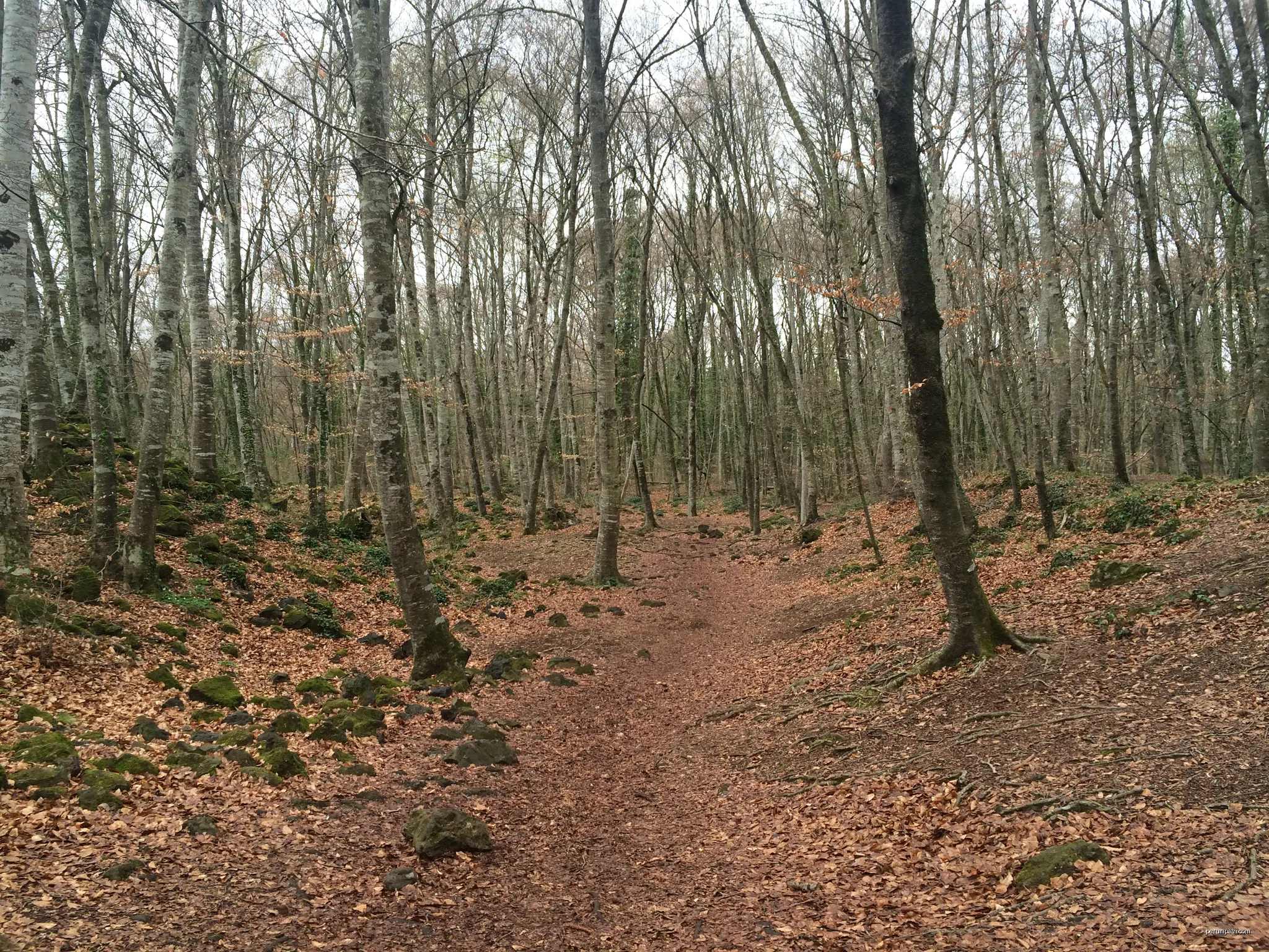 Fageda d'en Jordà. Parc natural de la zona volcànica de la Garrotxa. | Autor: Anna Moreno | Licencja: CC BY-SA 4.0 | Źródło: Wikimedia Commons