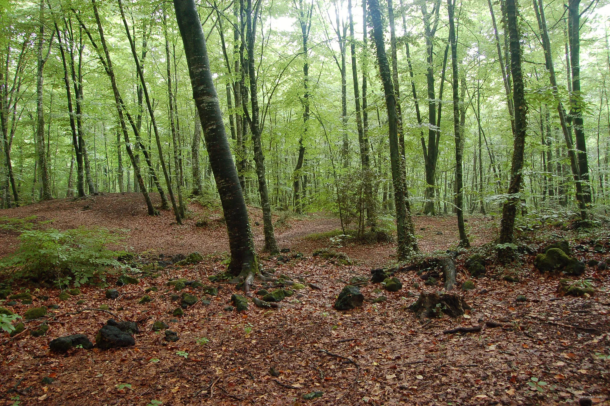 Fageda | Autor: espinya | Licencja: CC BY-SA 3.0 | Źródło: Wikimedia Commons