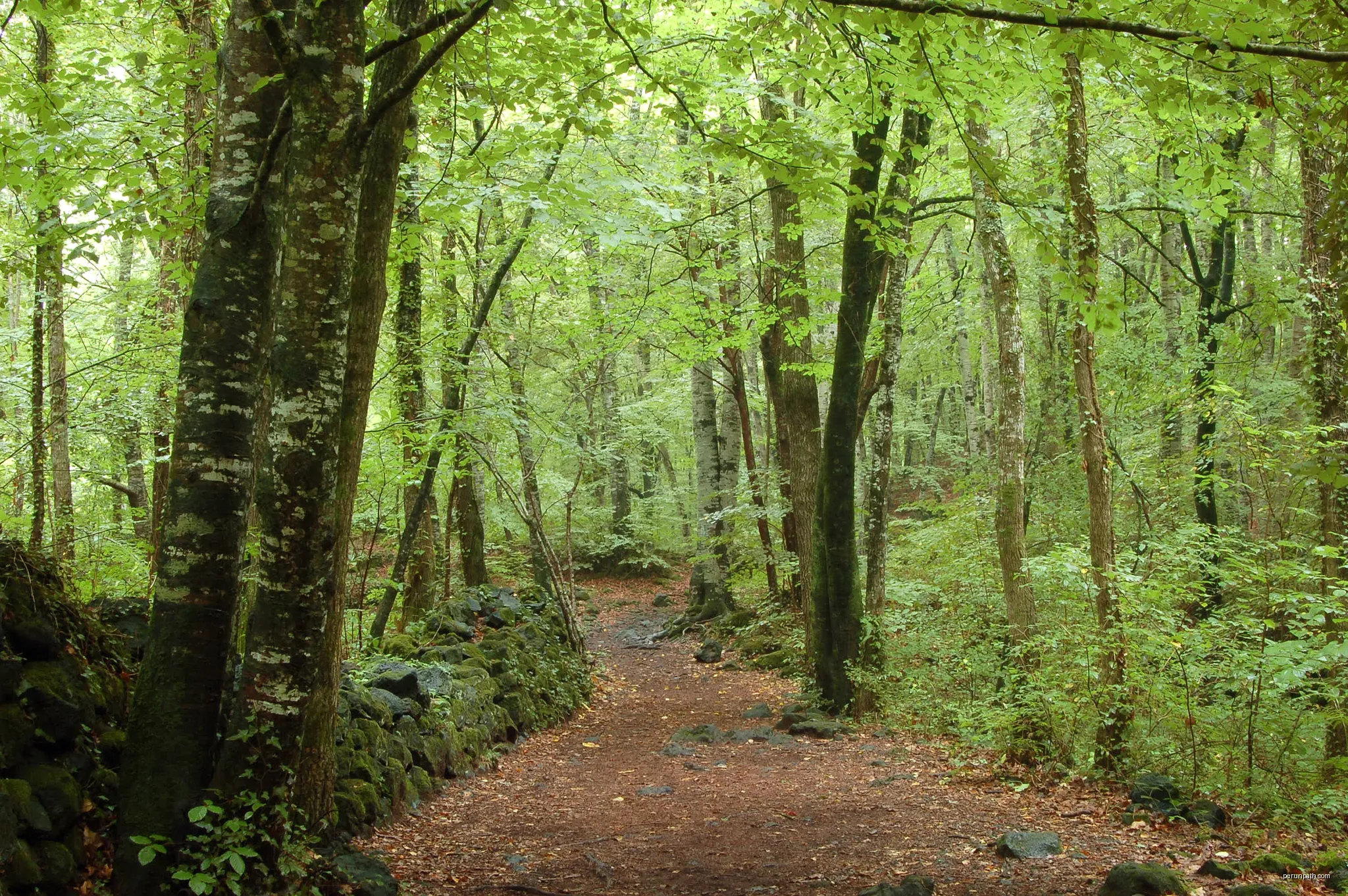 2 La Fageda d'en Jordà