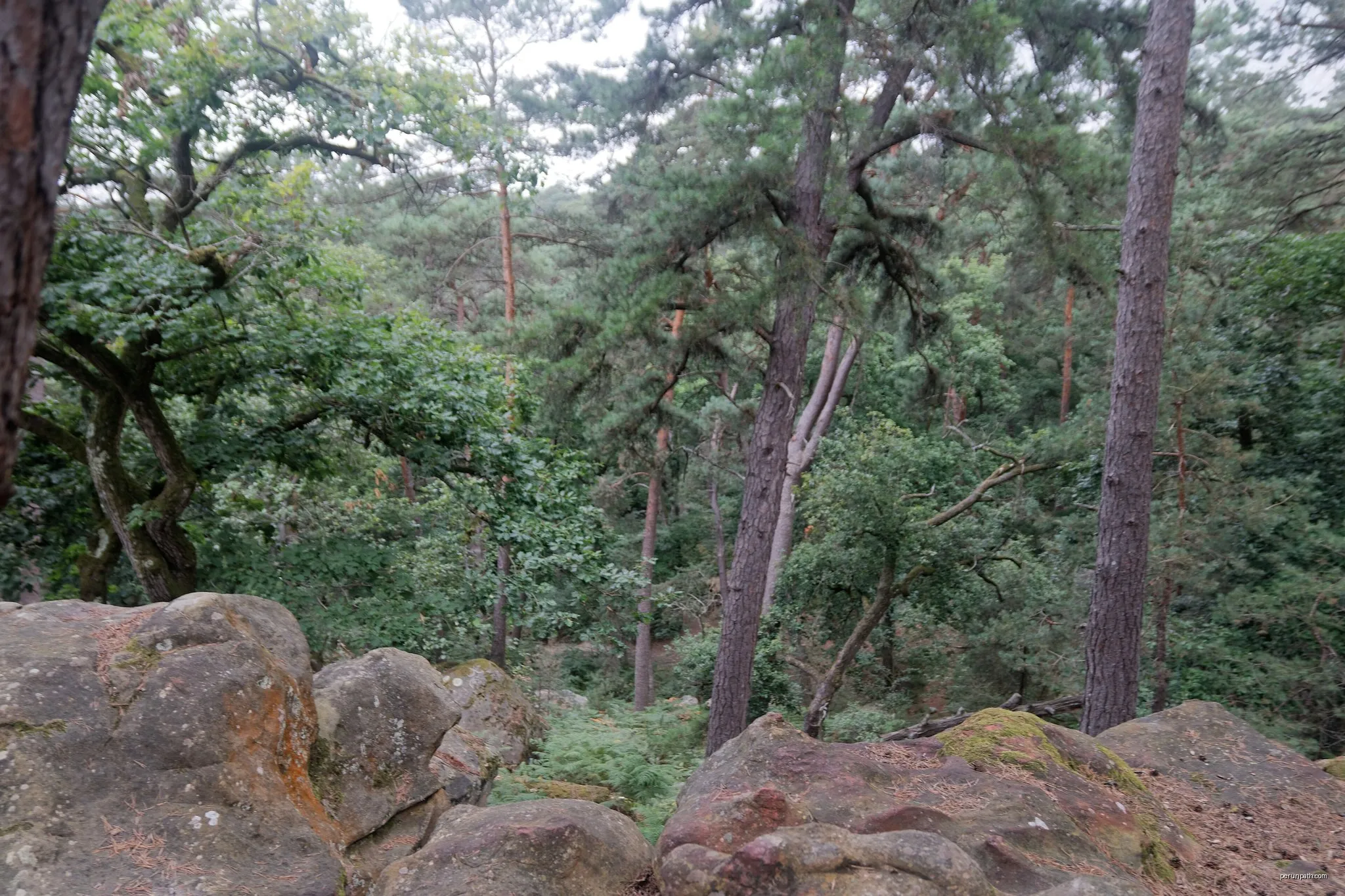 Boucle de la forêt