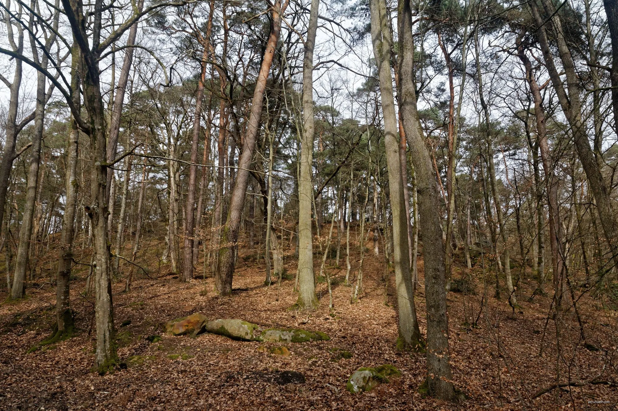 Crêtes et Forêts