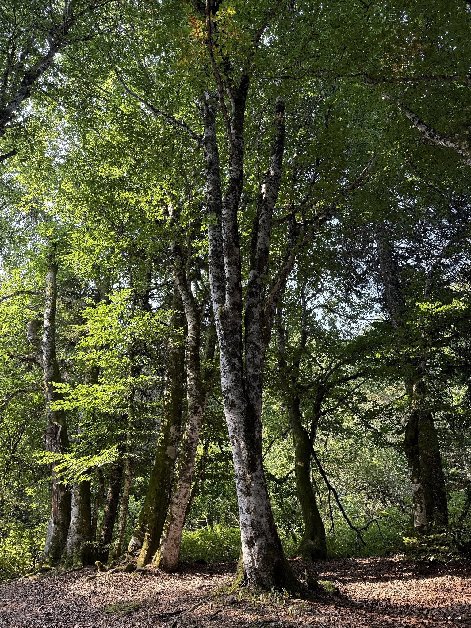 Le plateau du Guéry