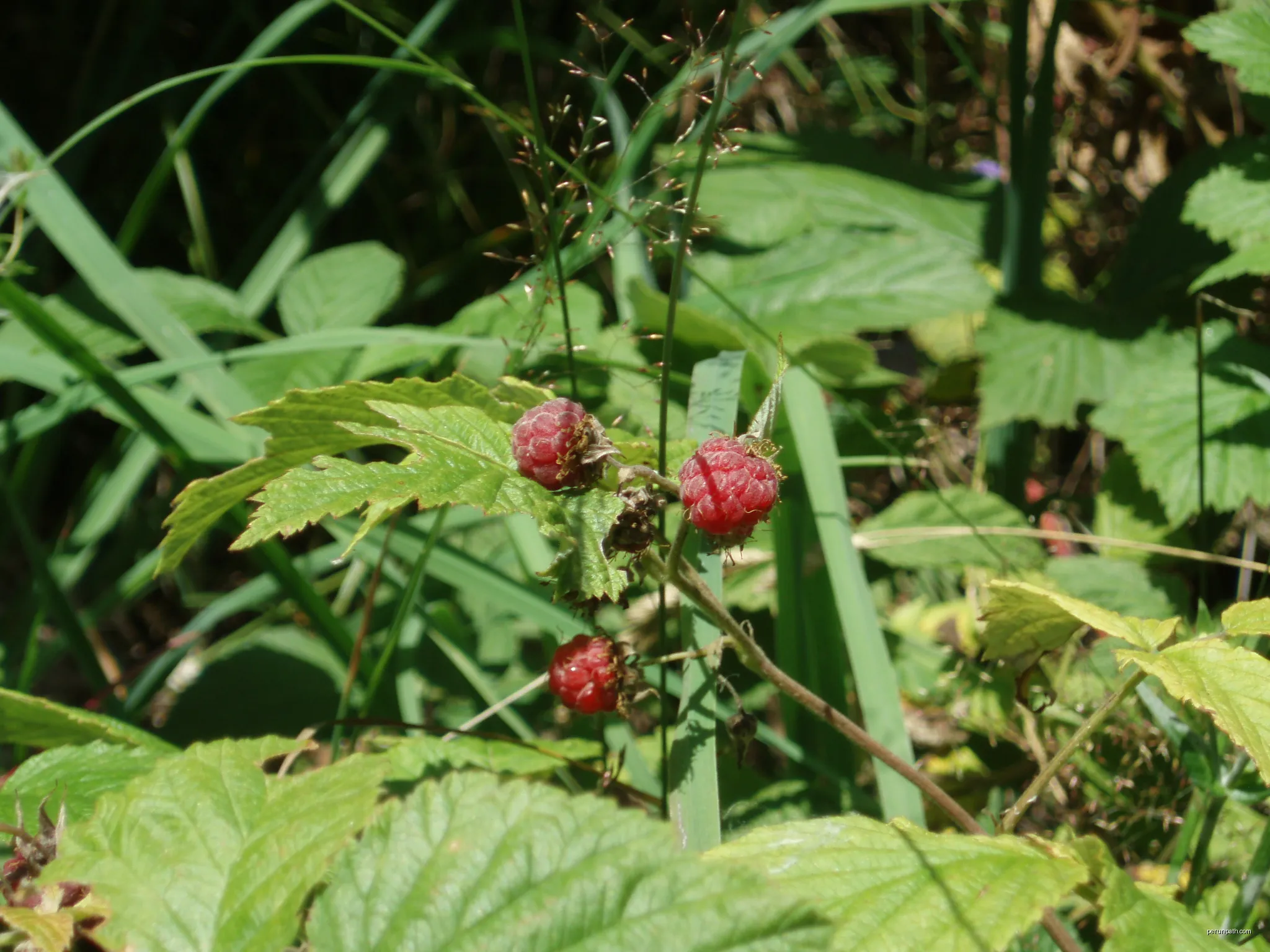 Les Framboises