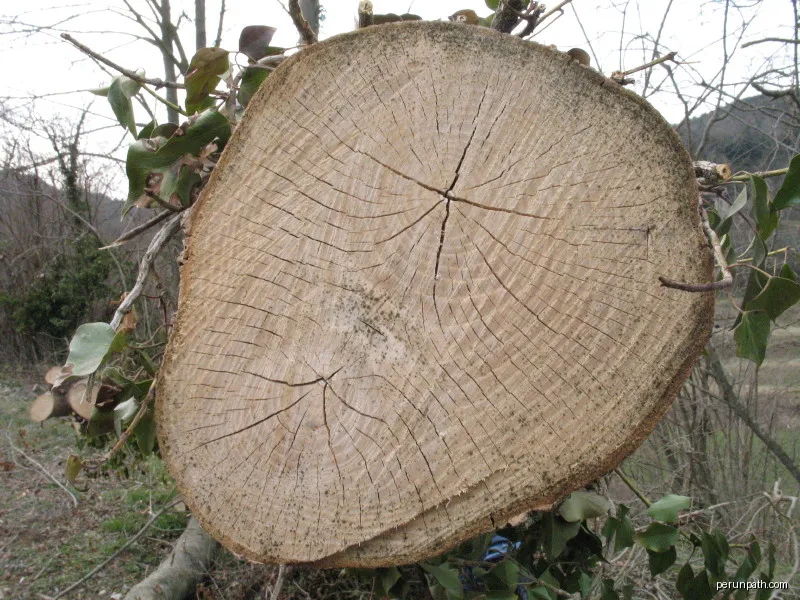 Two ashtrees fused into one (conjoined). The process is known as inosculation | Autor: Auró | Licencja: CC BY-SA 3.0 | Źródło: Wikimedia Commons