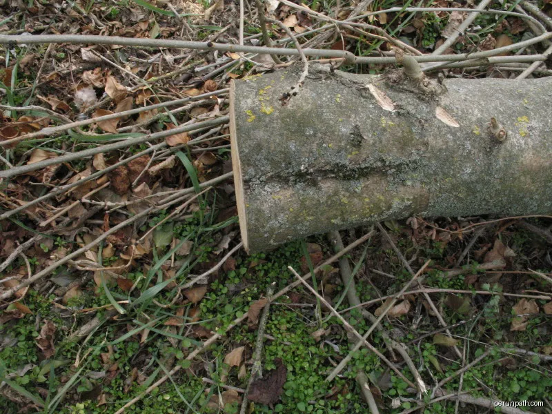 Two ashtrees fused into one (conjoined). Side view. The process is known as inosculation | Autor: Auró | Licencja: CC BY-SA 3.0 | Źródło: Wikimedia Commons