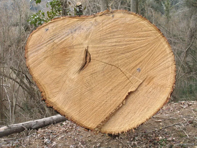 Two chestnut trees fused into one (conjoined). The proces is known as inosculation. | Autor: Auró | Licencja: CC BY-SA 3.0 | Źródło: Wikimedia Commons