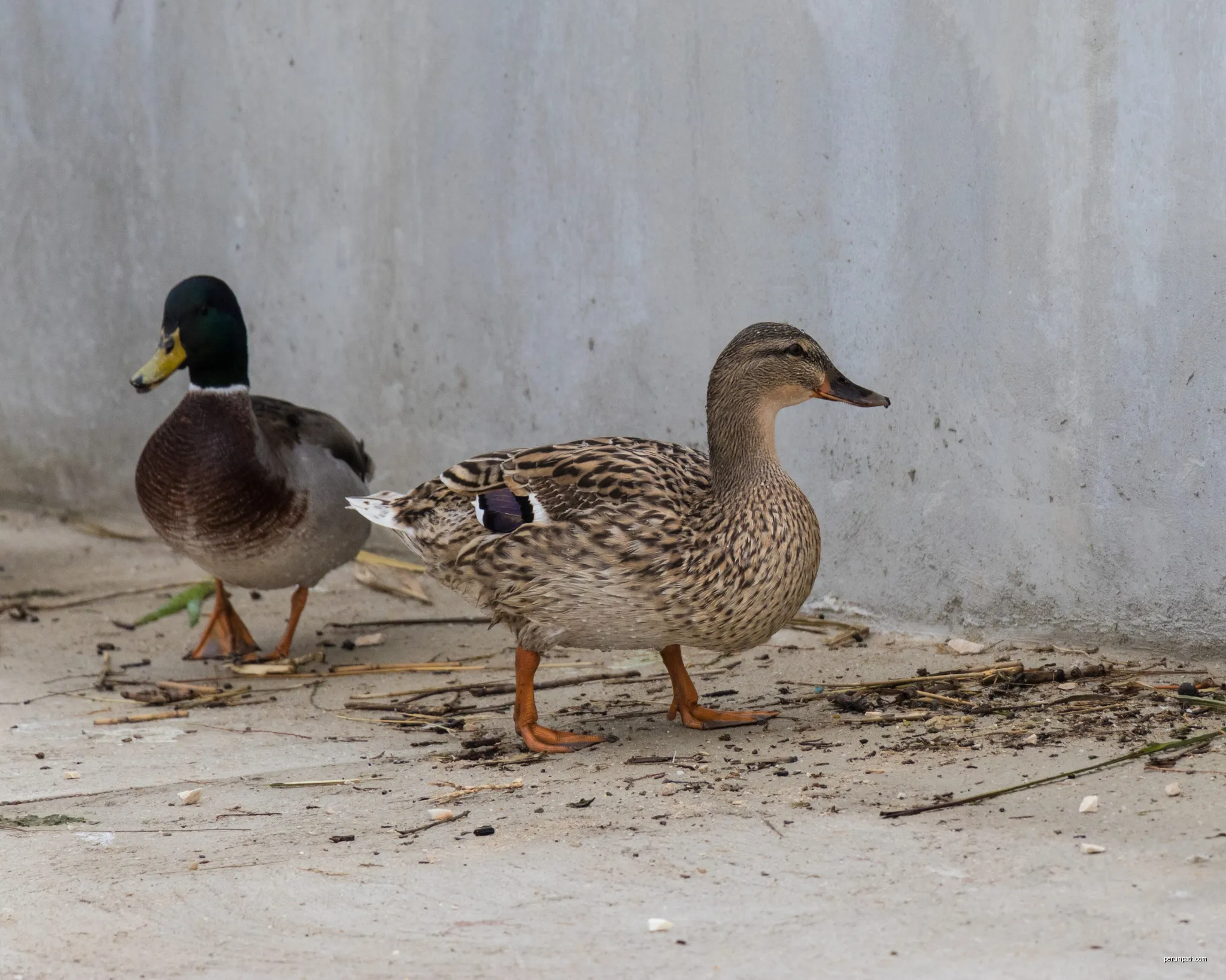 Canards au port de Gallician | Autor: Pierre Goiffon | Licencja: CC BY-SA 4.0 | Źródło: Wikimedia Commons