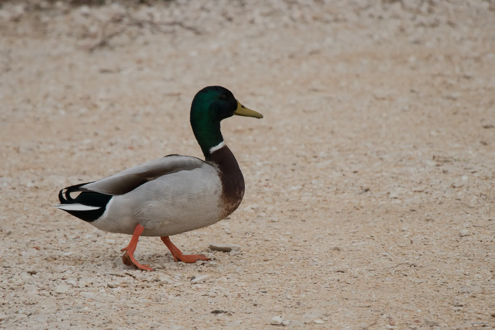 Gallician | Autor: Pierre Goiffon | Licencja: CC BY-SA 4.0 | Źródło: Wikimedia Commons