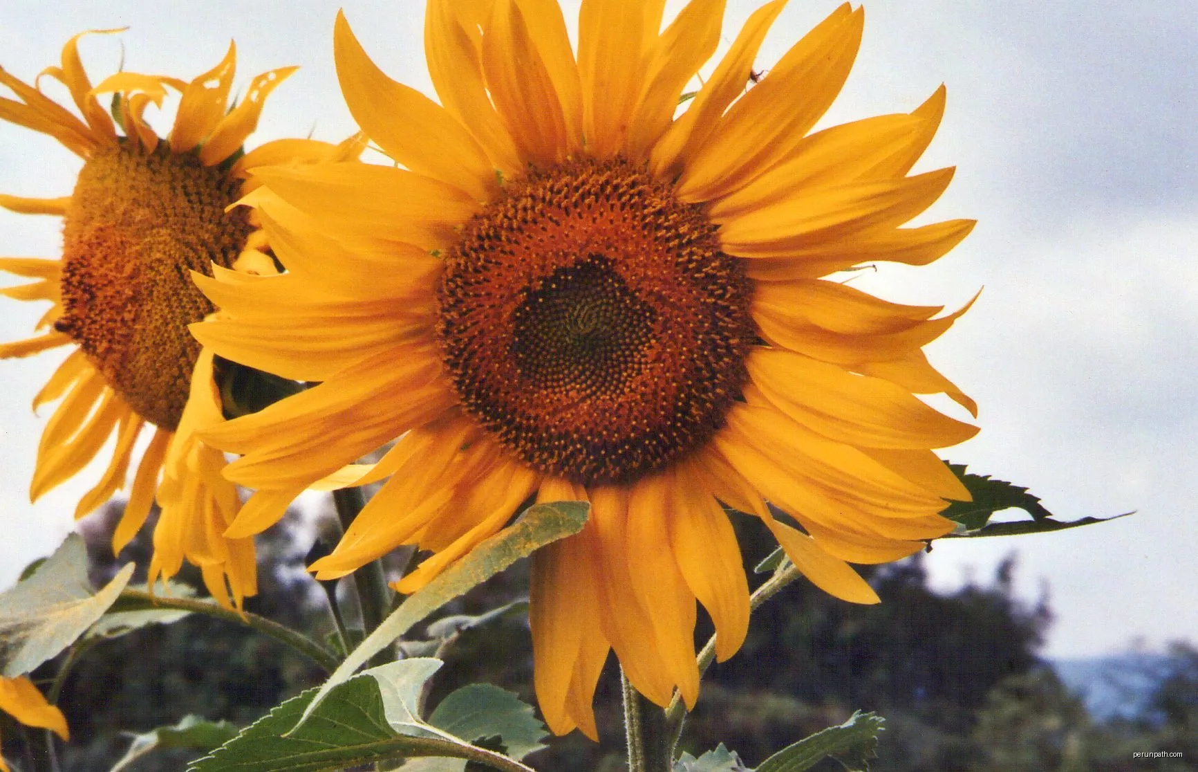 Gira-sol (La Garrotxa, Catalunya) | Autor: Literat Tours | Licencja: CC BY-SA 3.0 | Źródło: Wikimedia Commons