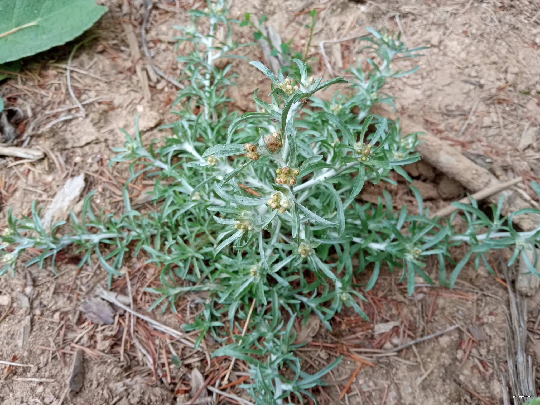 Gnaphalium uliginosum, Sant Hilari Sacalm (Catalunya) | Autor: Josep Gesti | Licencja: CC BY-SA 4.0 | Źródło: Wikimedia Commons