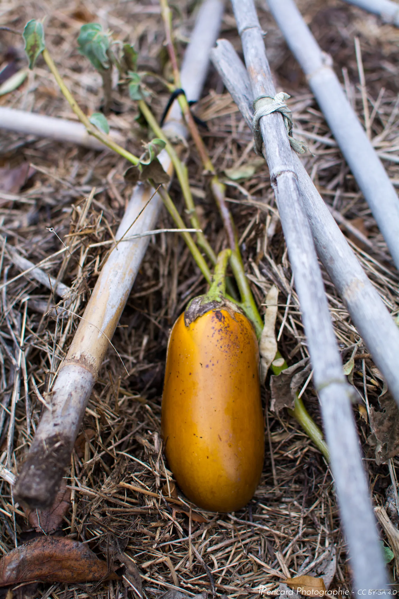 500px provided description: Taken in our vegetable garden, a 25th of December, during the current warm winter. [#Grey ,#Golden ,#Garden ,#Vegetable ,#Eggplant] | Autor: Pierre Pericard | Licencja: CC BY-SA 3.0 | Źródło: Wikimedia Commons