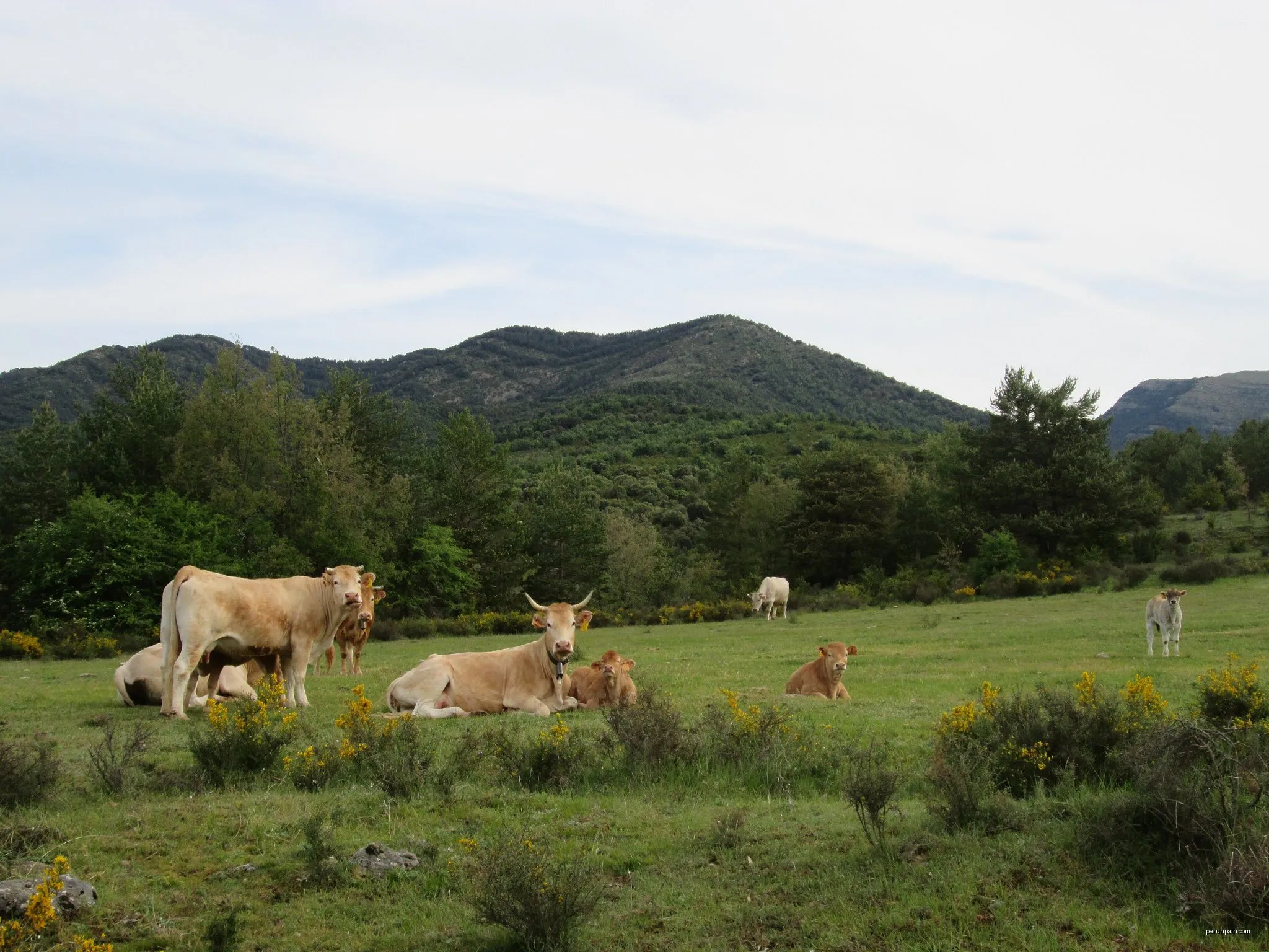 Guarguera
