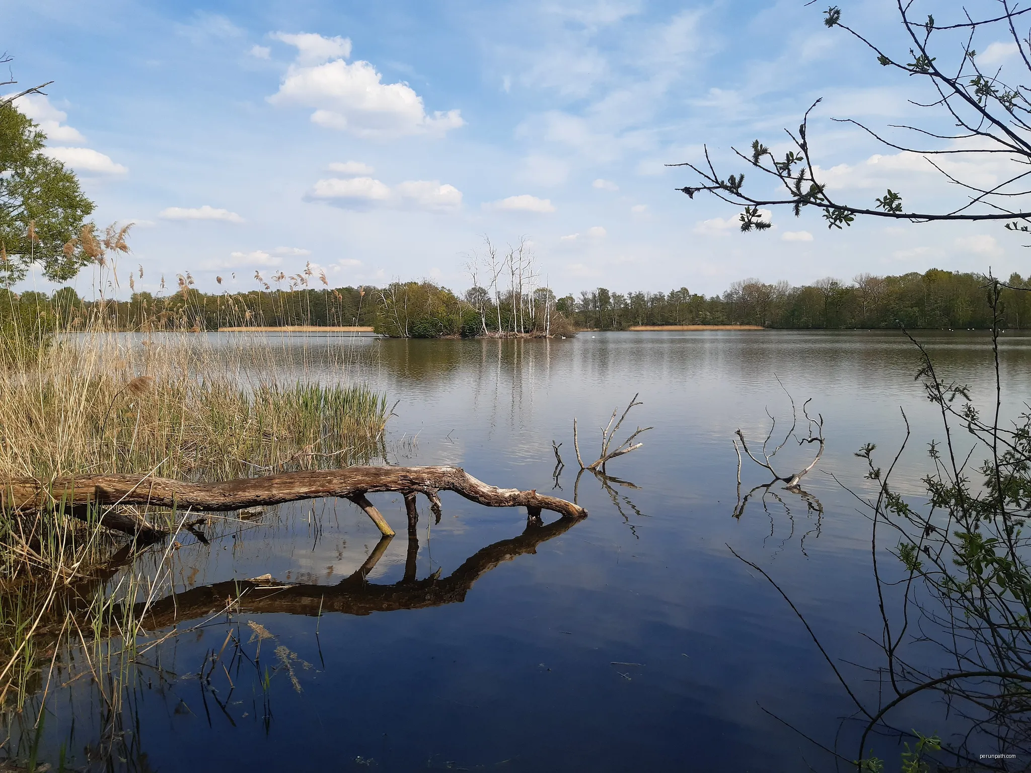 Der Großteich der Guttauer Teichgruppe erwacht in jedem Frühjahr zu neuem Leben. Im Hintergrund sieht man zahlreiche Wasservögel wie Höckerschwäne. | Autor: Met.salis | Licencja: CC BY-SA 4.0 | Źródło: Wikimedia Commons
