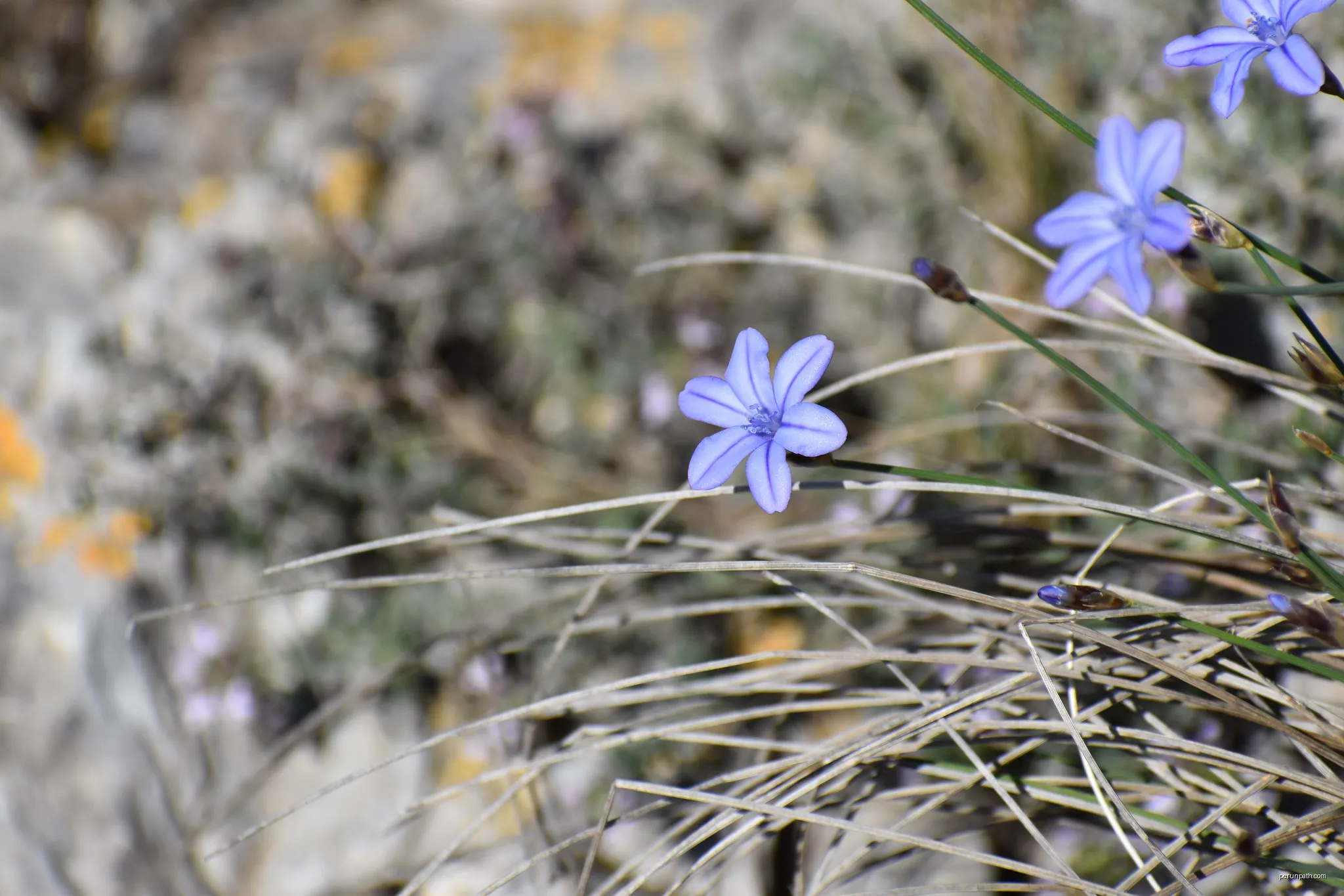 Aphyllanthe de Montpellier (Aphyllanthes monspeliensis) à Gruissan. | Autor: Tylwyth Eldar | Licencja: CC BY-SA 4.0 | Źródło: Wikimedia Commons