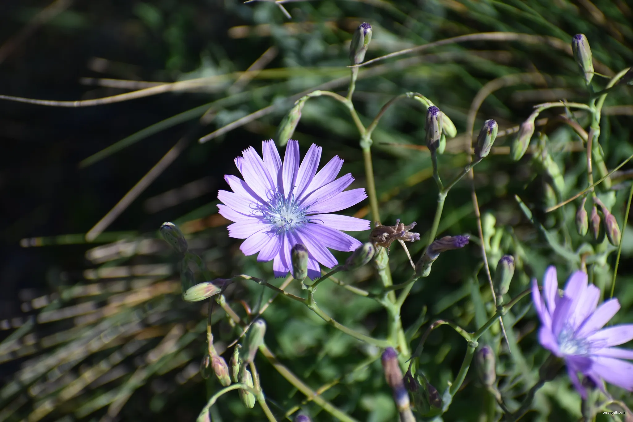 Laitue vivace (Lactuca perennis) à Gruissan. | Autor: Tylwyth Eldar | Licencja: CC BY-SA 4.0 | Źródło: Wikimedia Commons