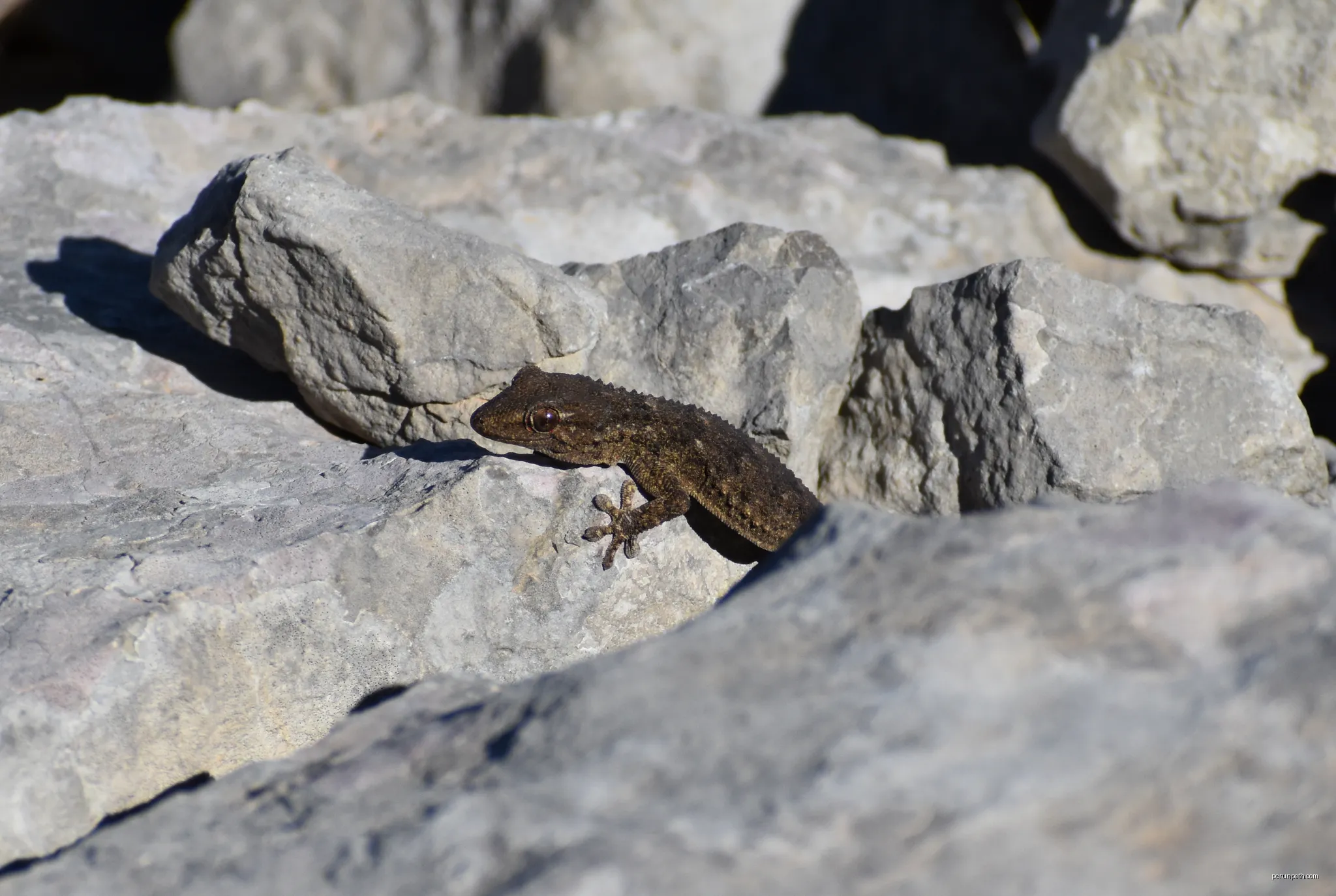 Tarente de Maurétanie (Tarentola mauritanica) à Gruissan | Autor: Tylwyth Eldar | Licencja: CC BY-SA 4.0 | Źródło: Wikimedia Commons