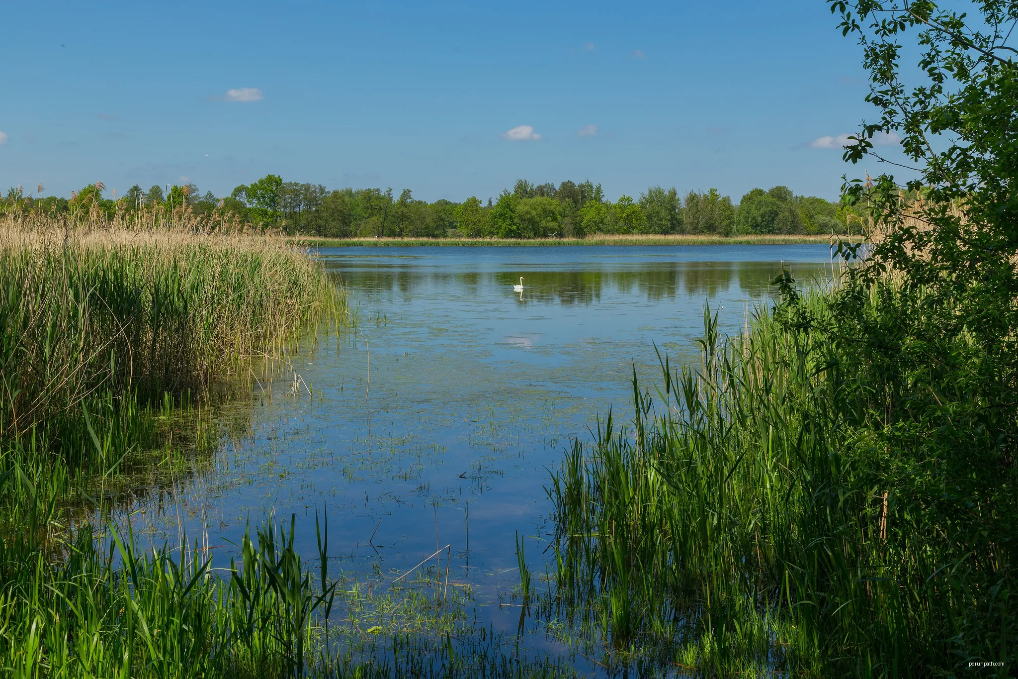 Altdubin Pond (Altdubinteich), one of the Guttau ponds near Guttau, district of Malschwitz, Landkreis Bautzen, Saxony, Germany. | Autor: J.-H. Janßen | Licencja: CC BY-SA 4.0 | Źródło: Wikimedia Commons