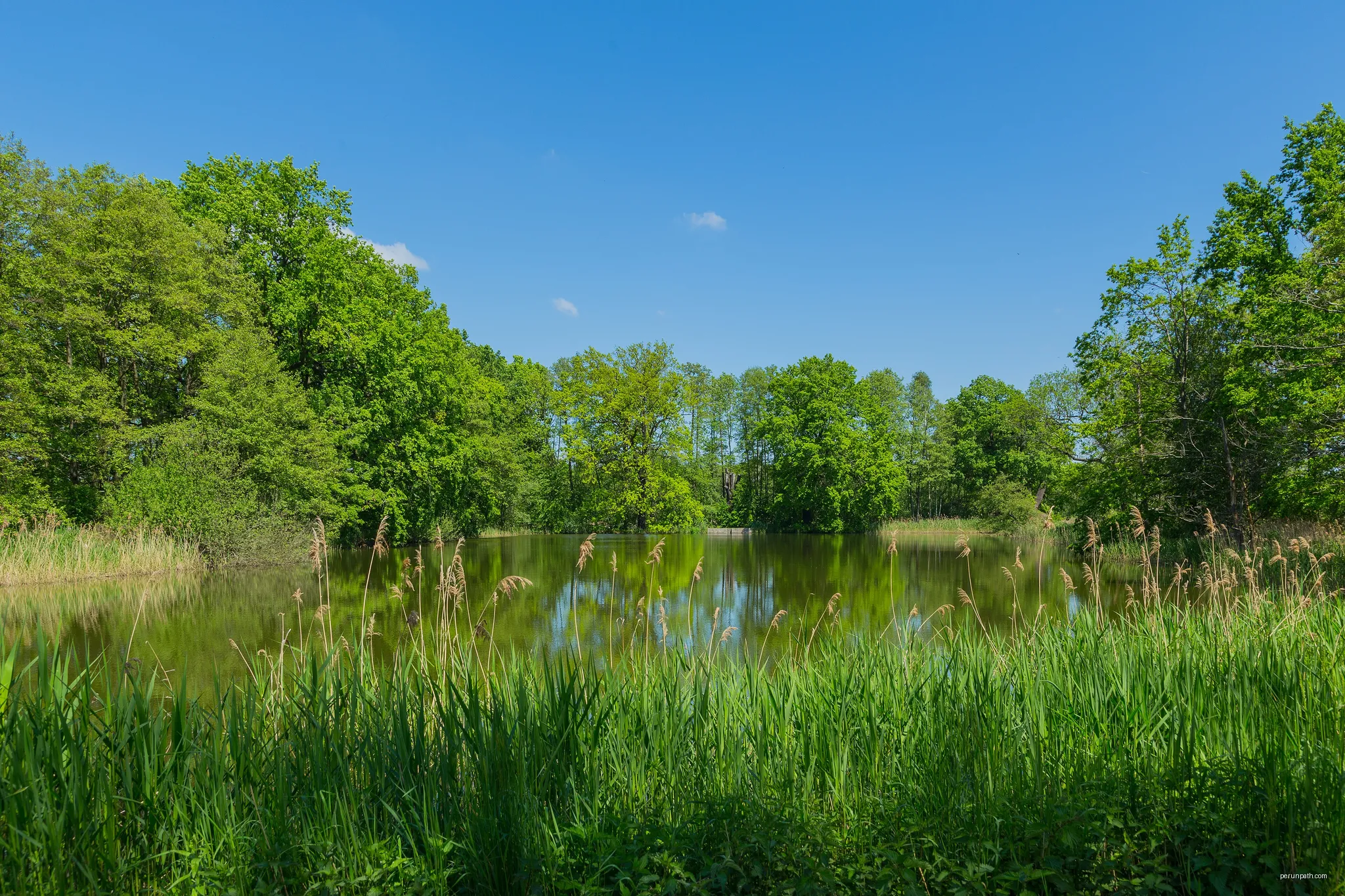 Gold Pond (Goldteich), one of the Guttau ponds near Guttau, district of Malschwitz, Landkreis Bautzen, Saxony, Germany. | Autor: Jan-Herm Janßen | Licencja: CC BY-SA 4.0 | Źródło: Wikimedia Commons