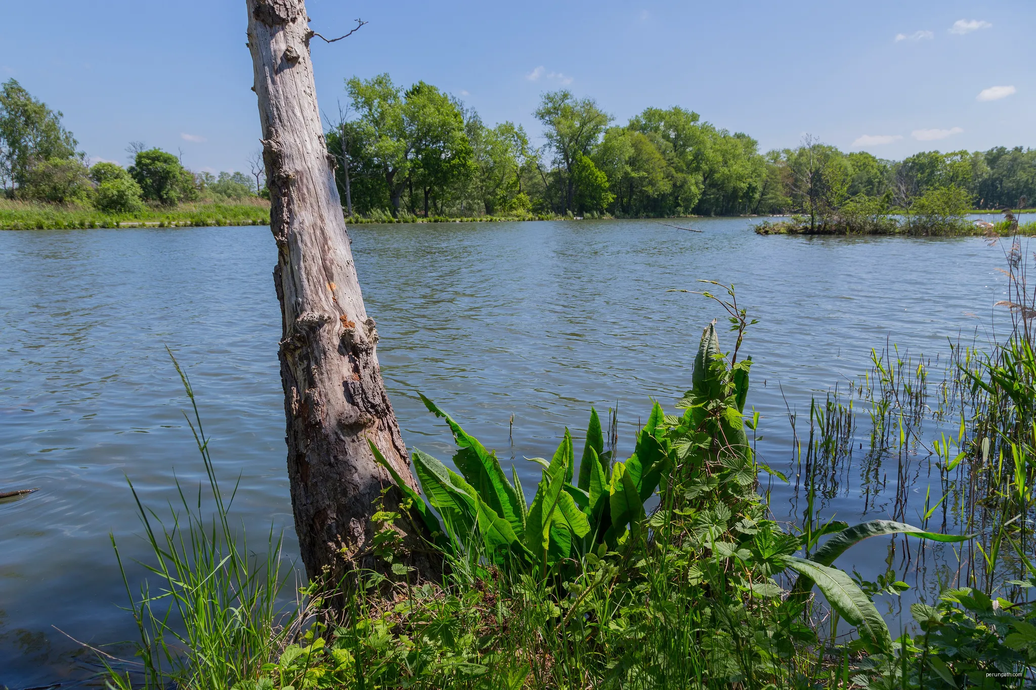 Large Pond (Großteich), one of the Guttau ponds near Guttau, district of Malschwitz, Landkreis Bautzen, Saxony, Germany. | Autor: Jan-Herm Janßen | Licencja: CC BY-SA 4.0 | Źródło: Wikimedia Commons