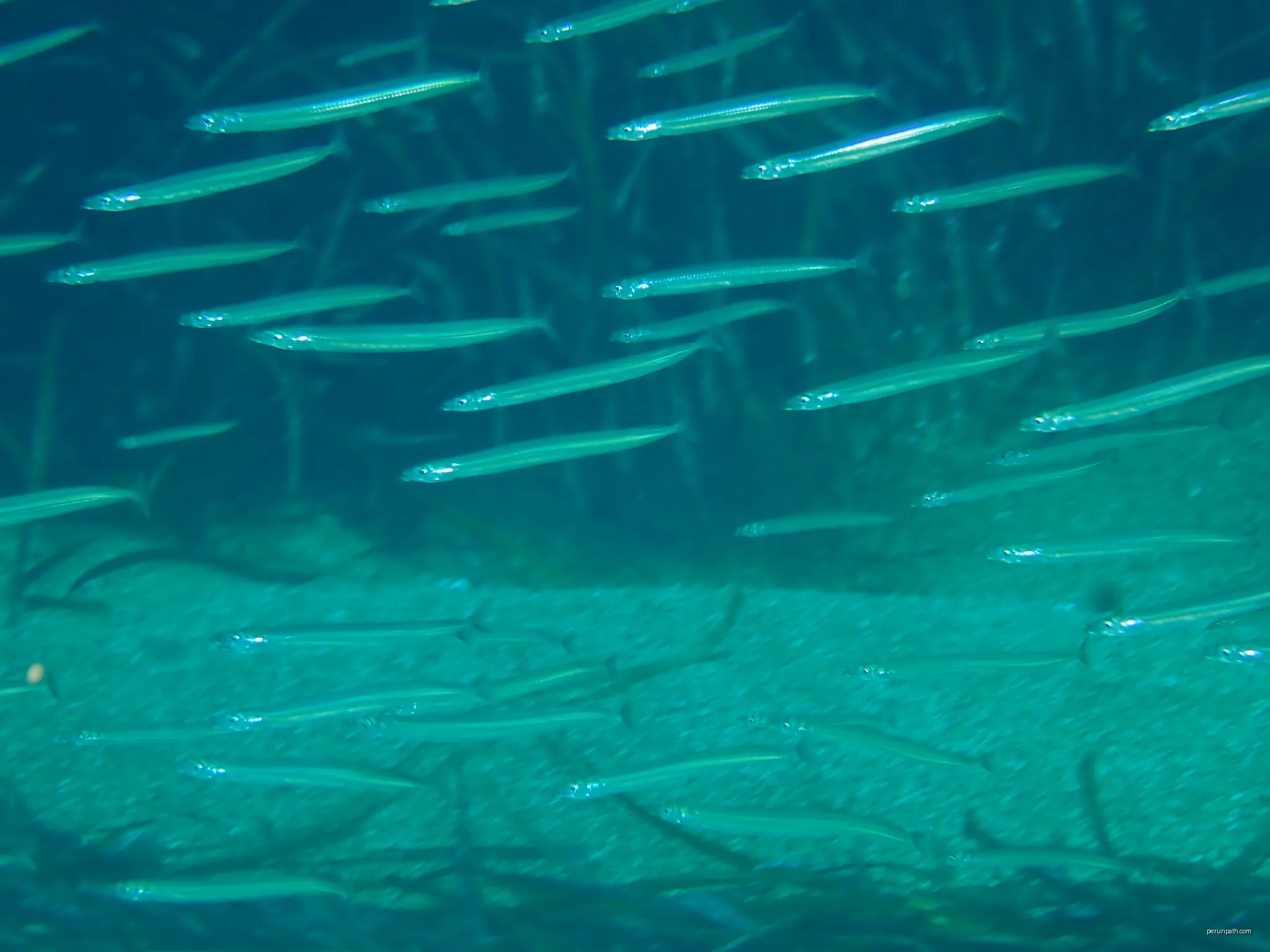 Mediterranean Sand Eel (Gymnammodytes cicerelus) in France | Autor: Julien Renoult | Licencja: CC BY 4.0 | Źródło: Wikimedia Commons