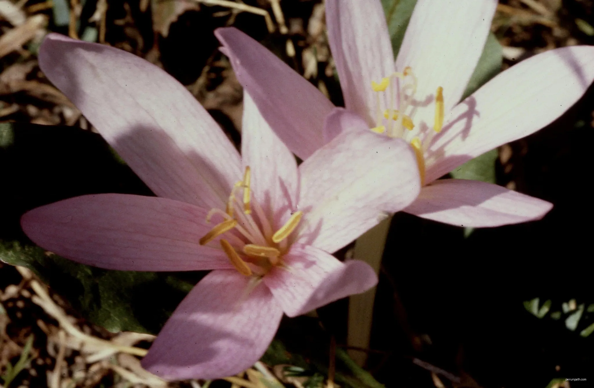 Bois des Meyers - Pra Mia