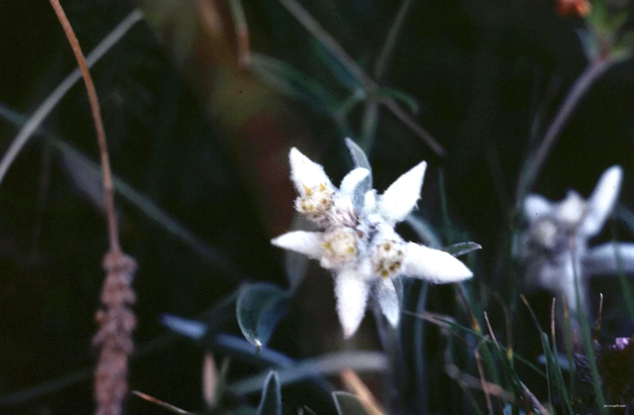 Hautes-Alpes Charance Edelweiss 081978 | Autor: rene boulay | Licencja: CC BY-SA 3.0 | Źródło: Wikimedia Commons