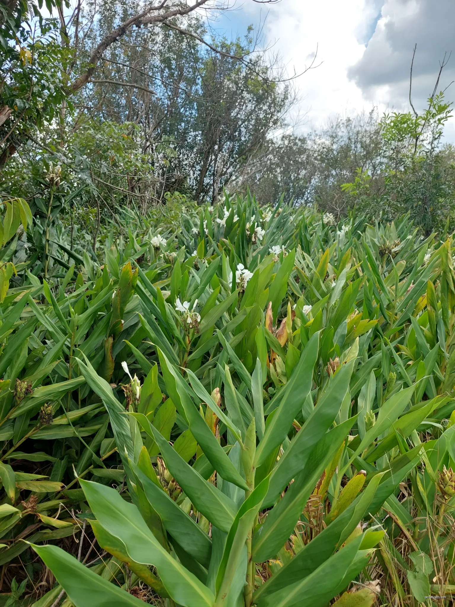 Camias