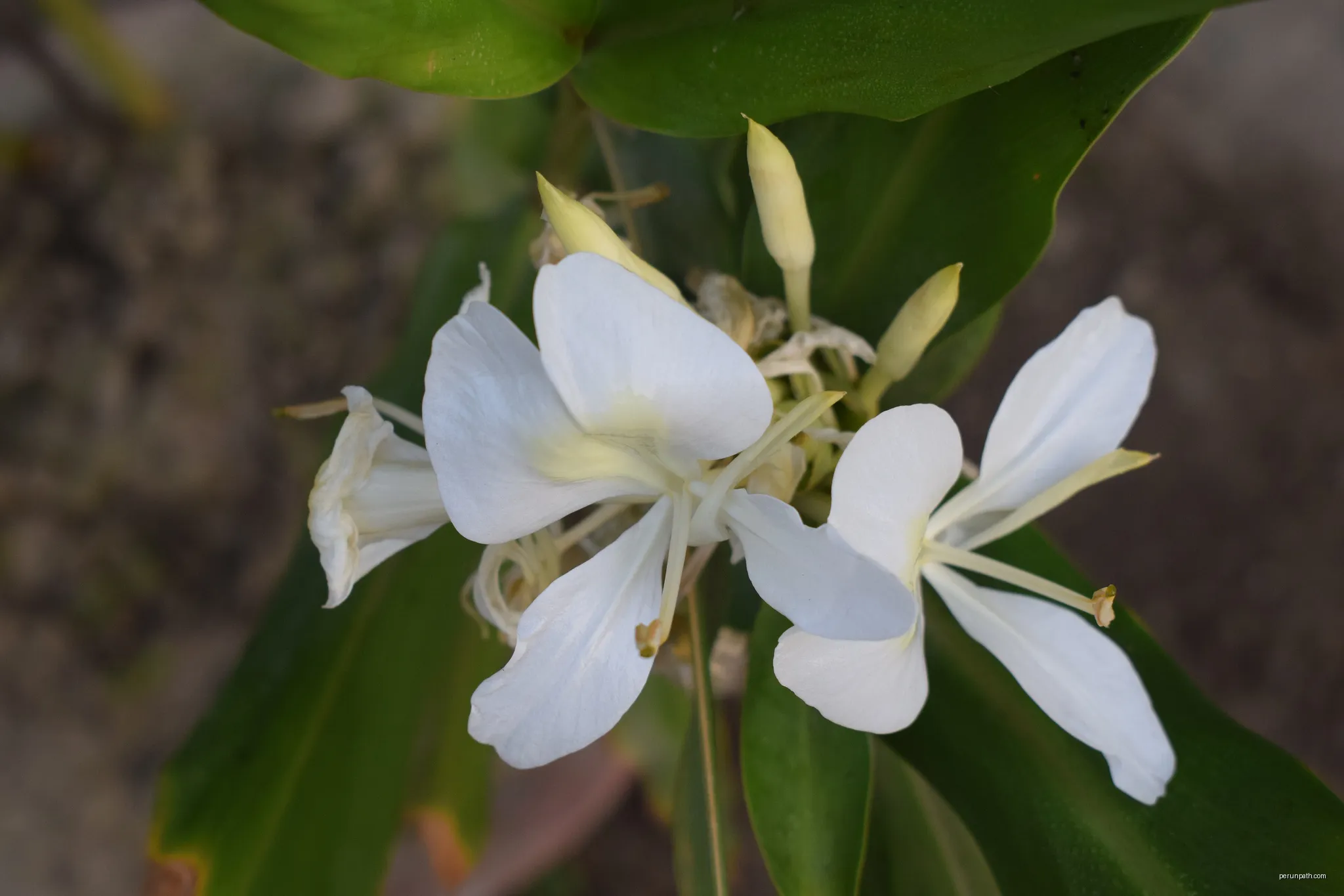 Camias