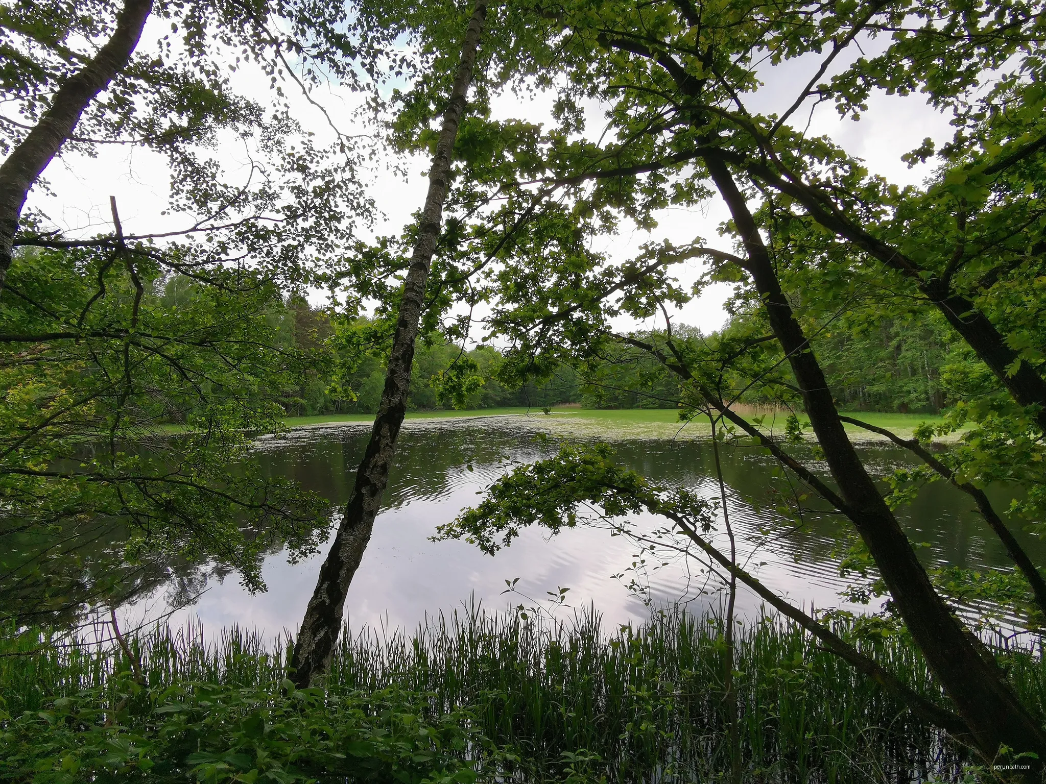 Herrenteich bei Cosel im FFH-Gebiet Teichgruppen Cosel-Zeisholz | Autor: Z thomas | Licencja: CC BY-SA 4.0 | Źródło: Wikimedia Commons