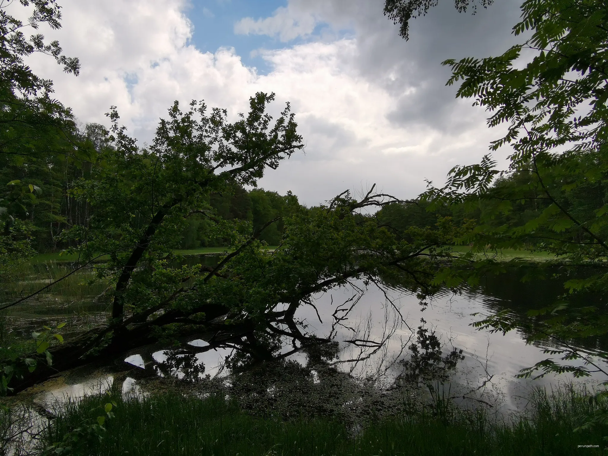 Herrenteich bei Cosel im FFH-Gebiet Teichgruppen Cosel-Zeisholz | Autor: Z thomas | Licencja: CC BY-SA 4.0 | Źródło: Wikimedia Commons