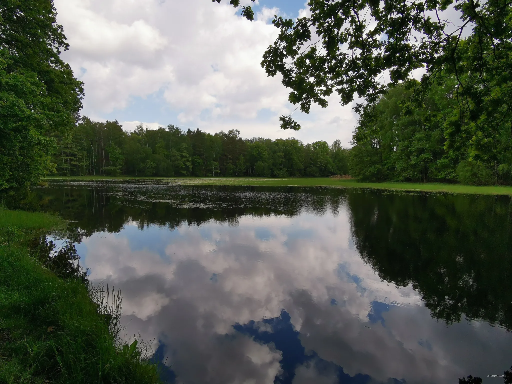 Herrenteich bei Cosel im FFH-Gebiet Teichgruppen Cosel-Zeisholz | Autor: Z thomas | Licencja: CC BY-SA 4.0 | Źródło: Wikimedia Commons