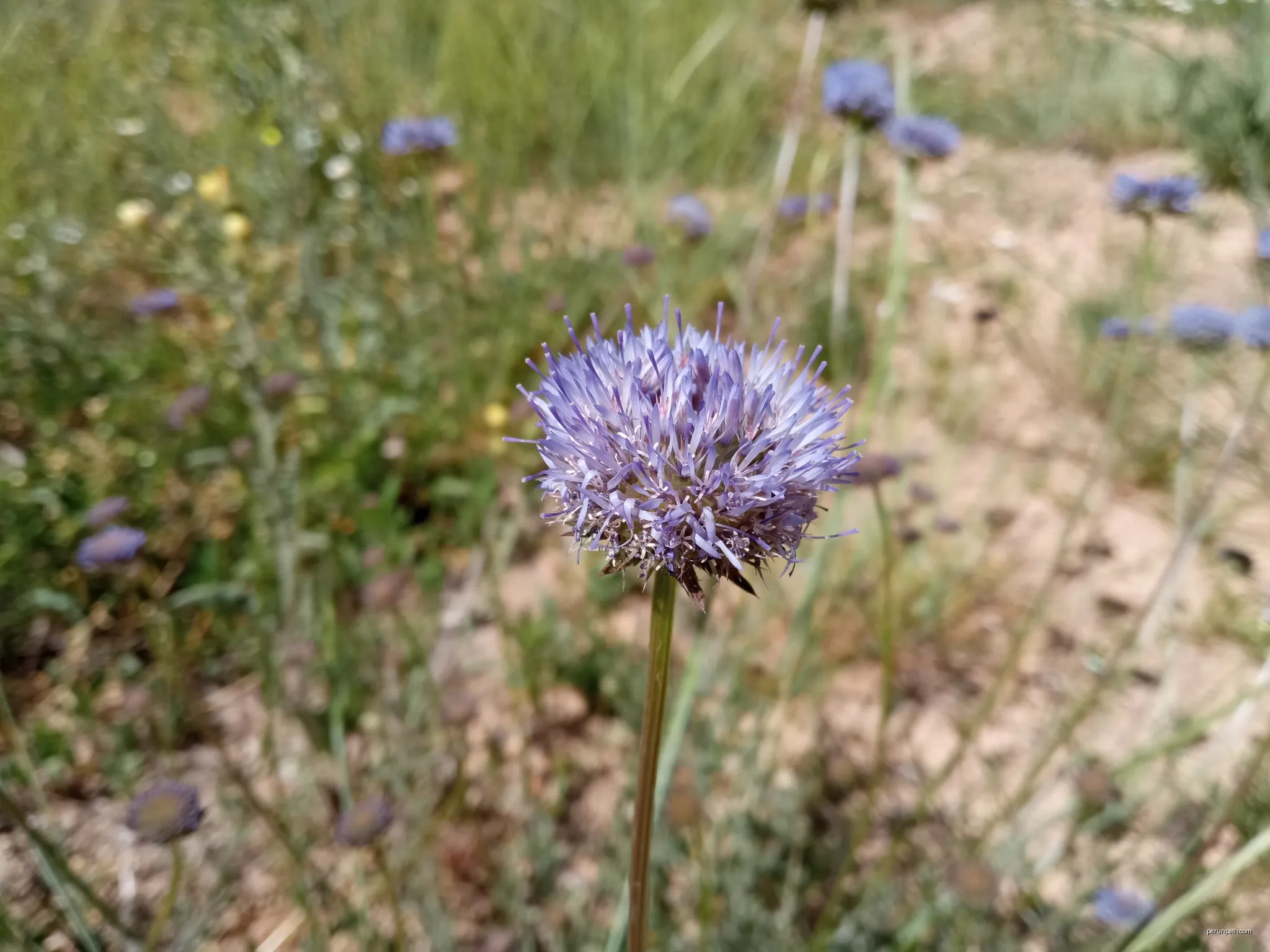 Jasione montana, Sant Hilari Sacalm (Catalunya) | Autor: Josep Gesti | Licencja: CC BY-SA 4.0 | Źródło: Wikimedia Commons