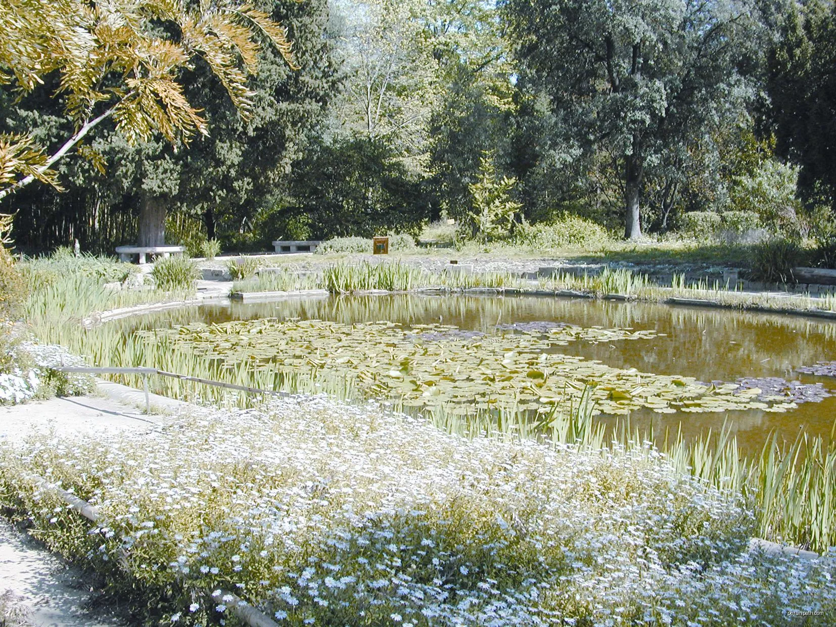 The Plant Garden of Montpellier, France. | Autor: No machine-readable author provided. Vpe assumed (based on copyright claims). | Licencja: CC BY-SA 2.5 | Źródło: Wikimedia Commons
