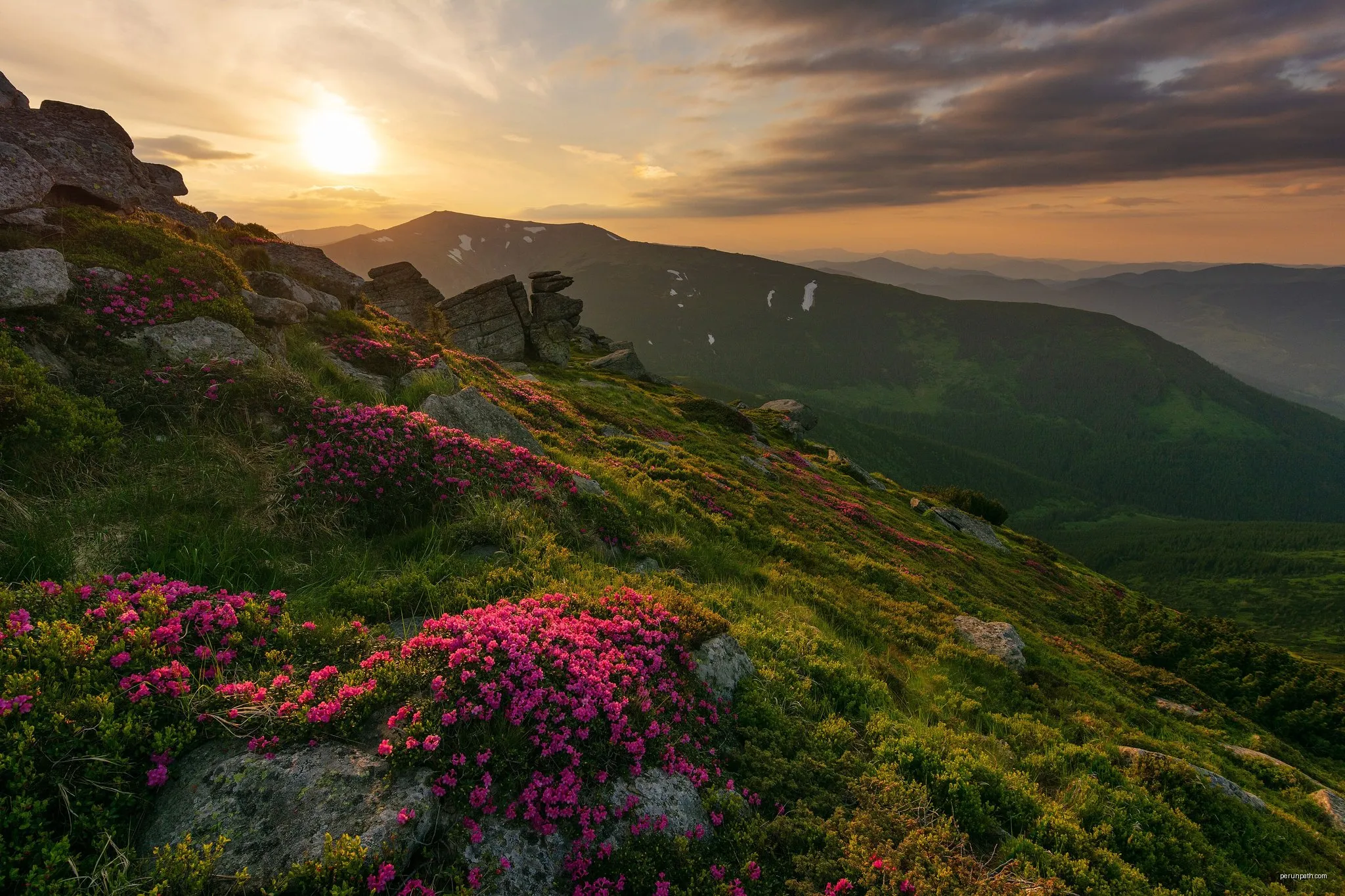 Les Rhododendrons