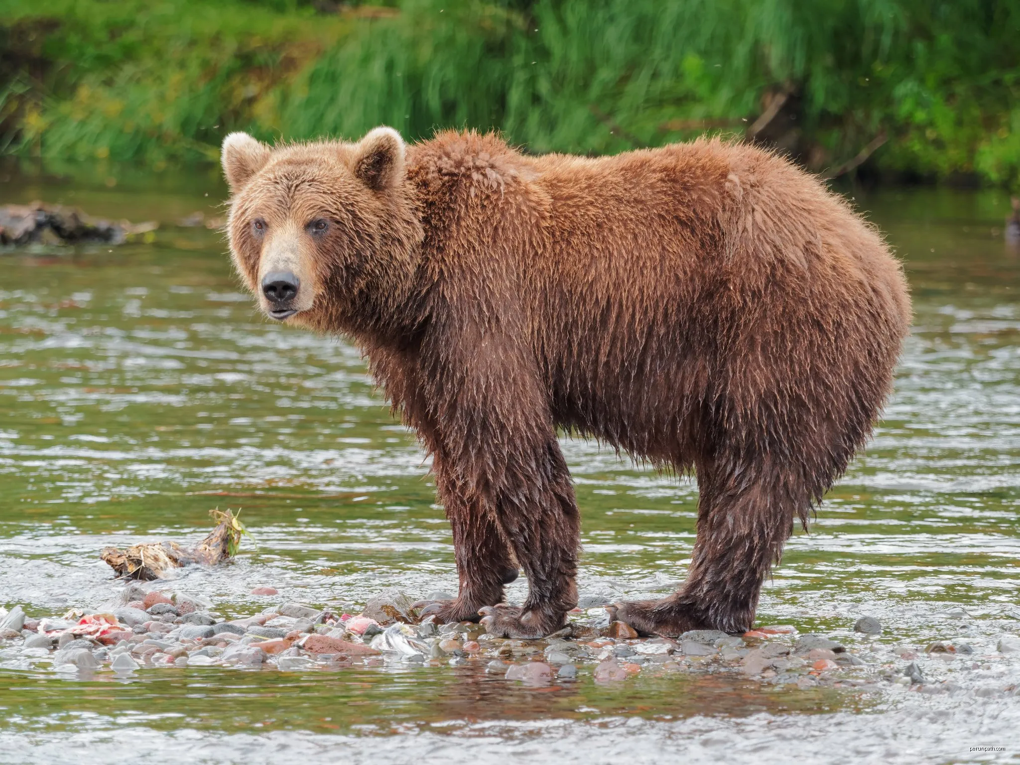 L'Ours