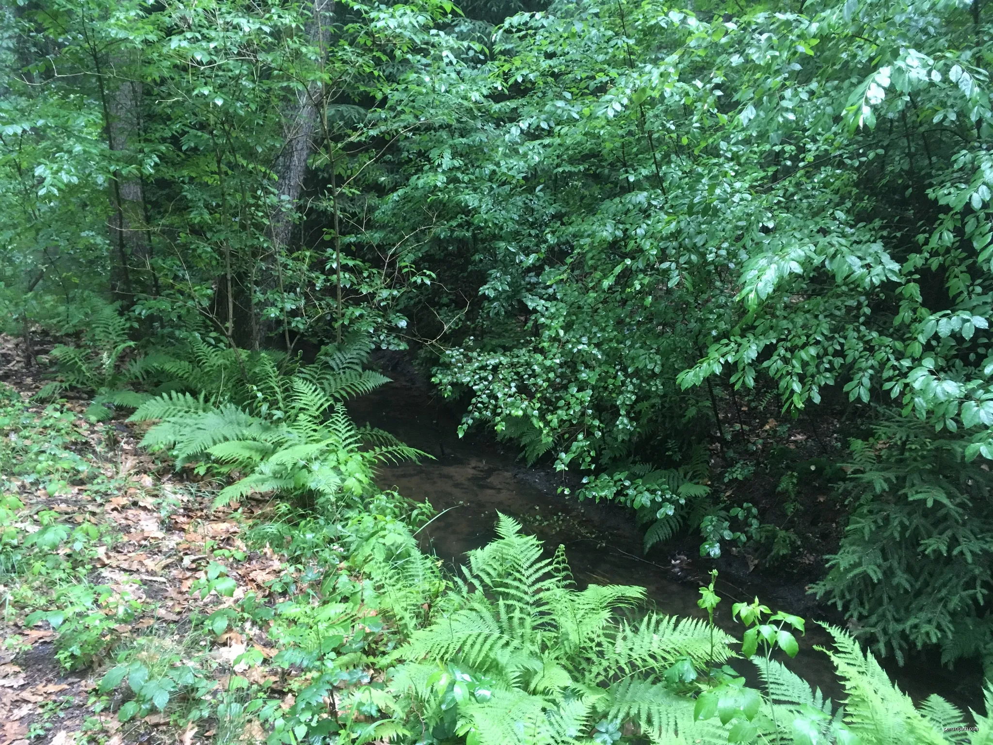 Nature reserve area “Keulaer Tiergarten” near Weißwasser/O.L. | Autor: Tommes | Licencja: CC BY-SA 4.0 | Źródło: Wikimedia Commons