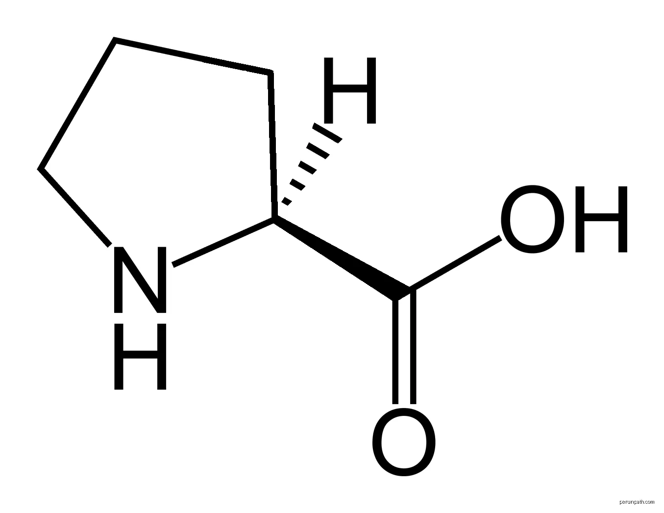 This is a skeletal formula of L-proline with corrected stereochemistry to fix the incorrect one (pre-August 17, 2023, 2:30pm ET) in the L-proline Wikipedia entry. | Autor: Merrimack | Licencja: CC0 | Źródło: Wikimedia Commons