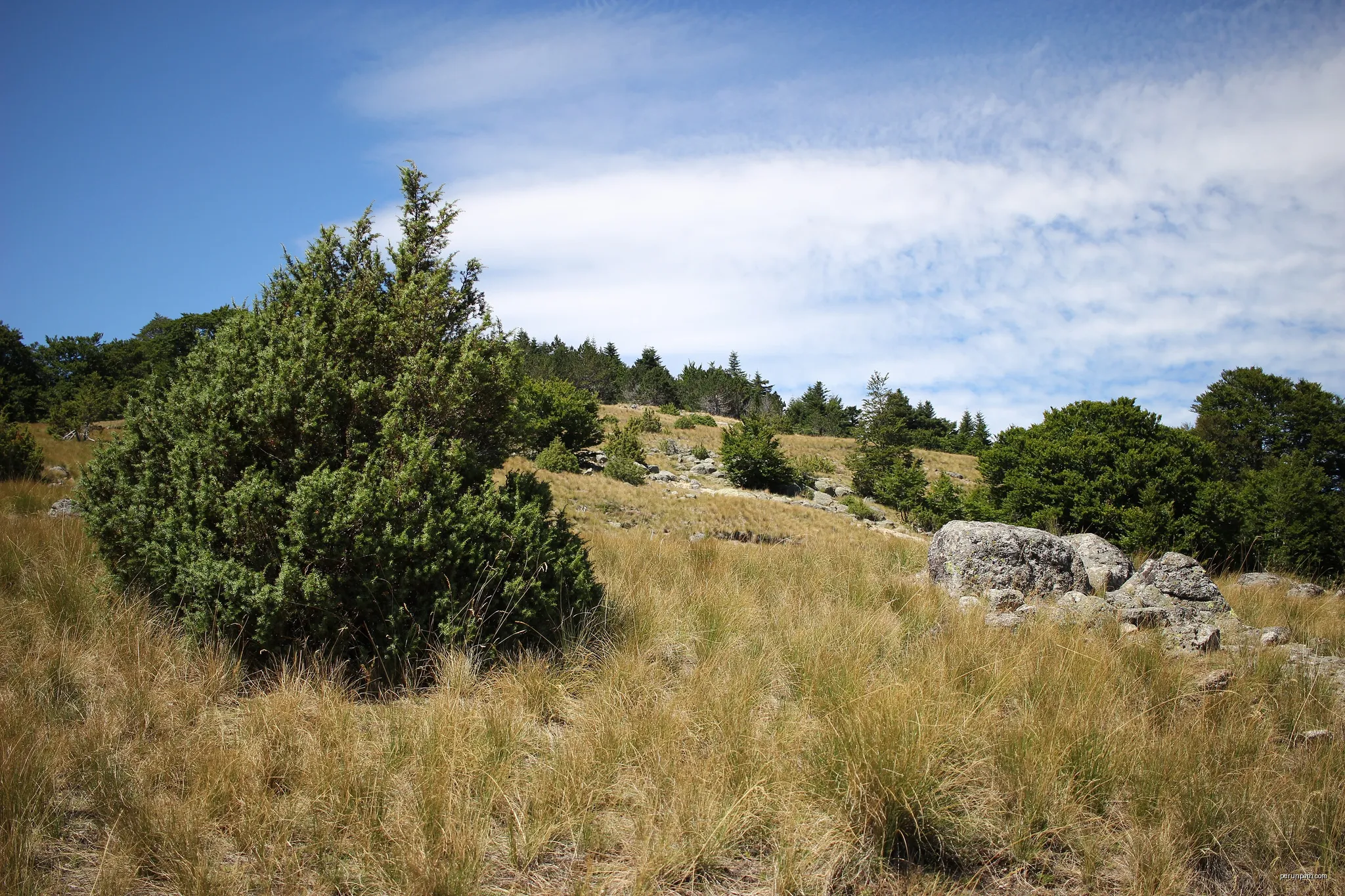 La forêt du Lingas