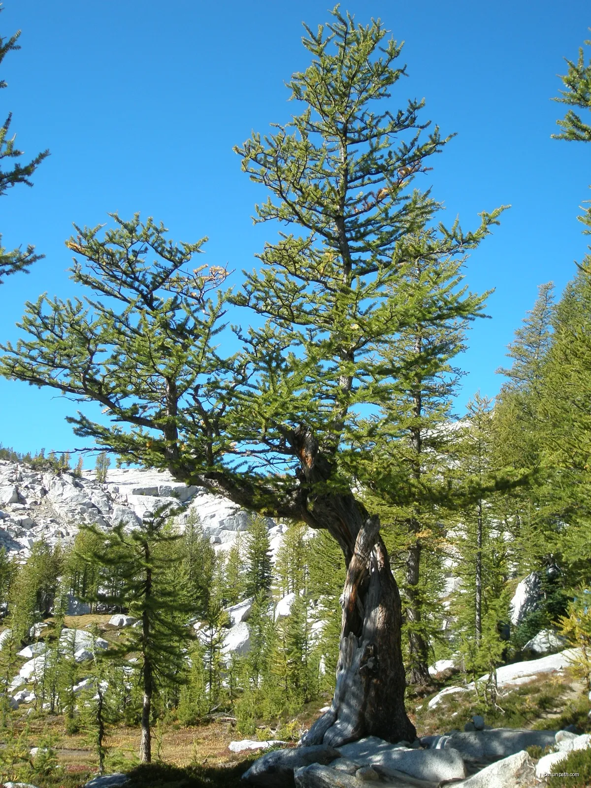 La Tamarack