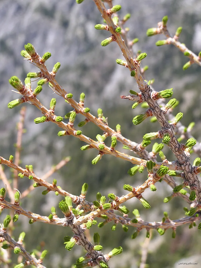 La Tamarack