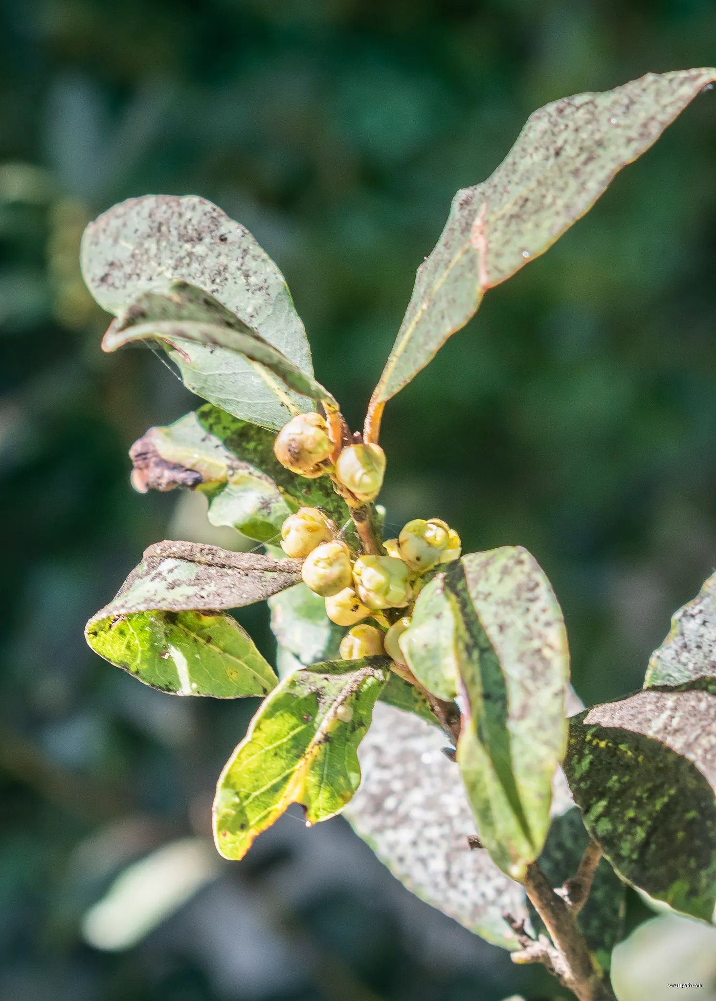 Laurus nobilis in Girona, Catalonia, Spain | Autor: Krzysztof Golik | Licencja: CC BY-SA 4.0 | Źródło: Wikimedia Commons
