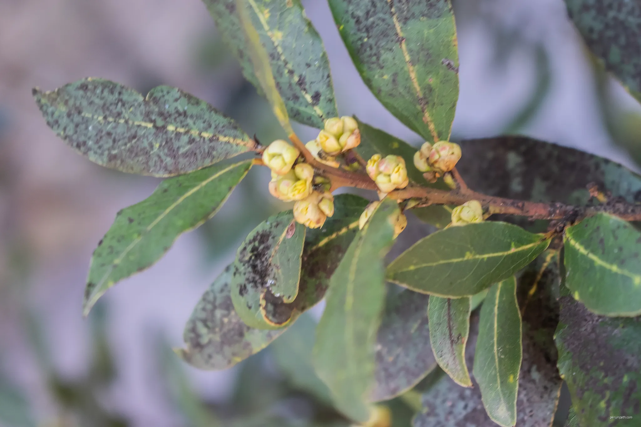 Laurus nobilis in Girona, Catalonia, Spain | Autor: Krzysztof Golik | Licencja: CC BY-SA 4.0 | Źródło: Wikimedia Commons
